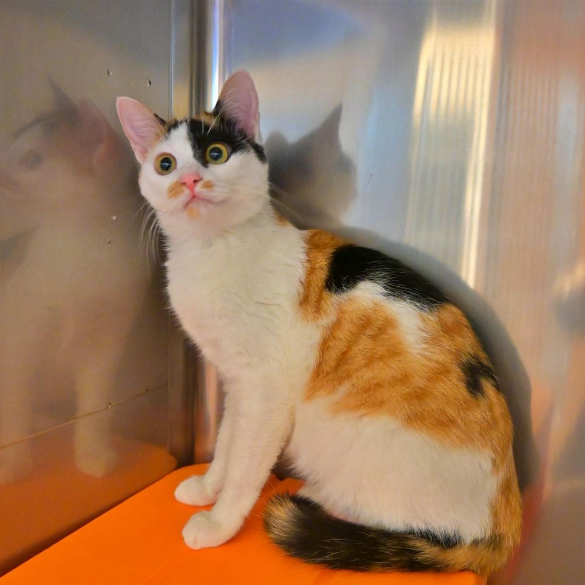 pet-image-5