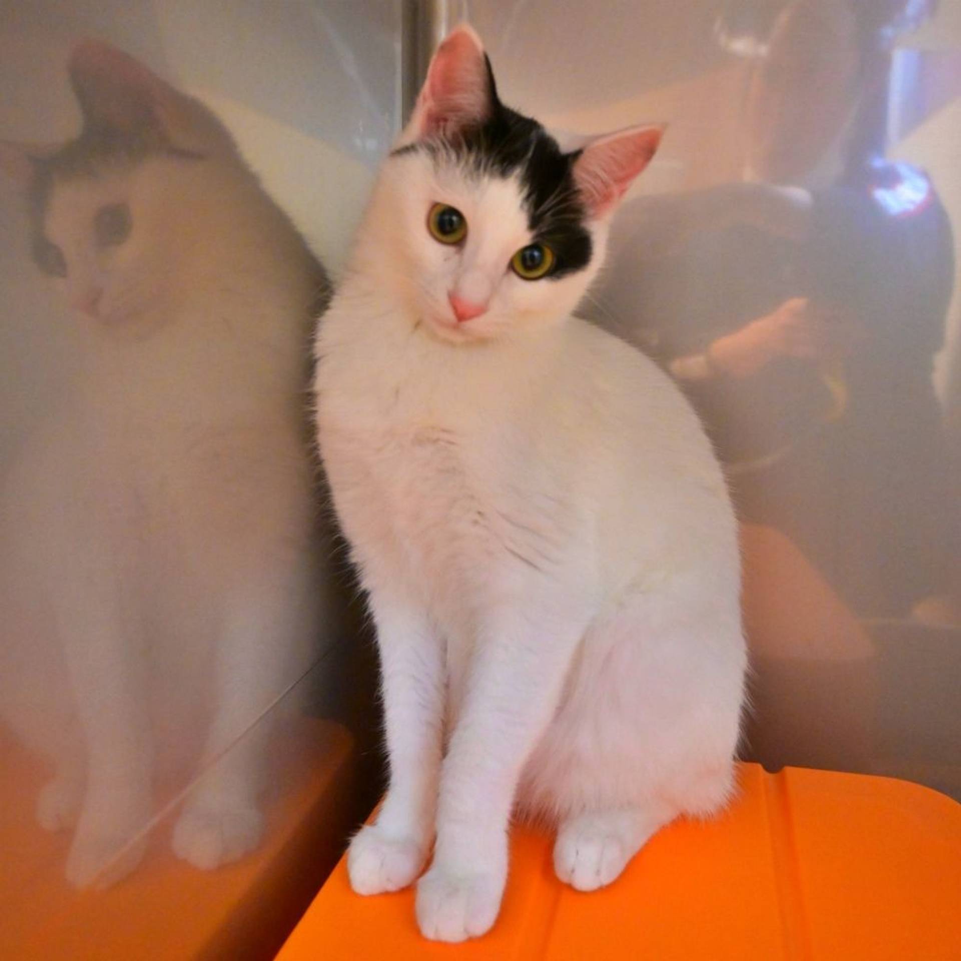 雑種（ミックス猫）・メスの里親募集の写真