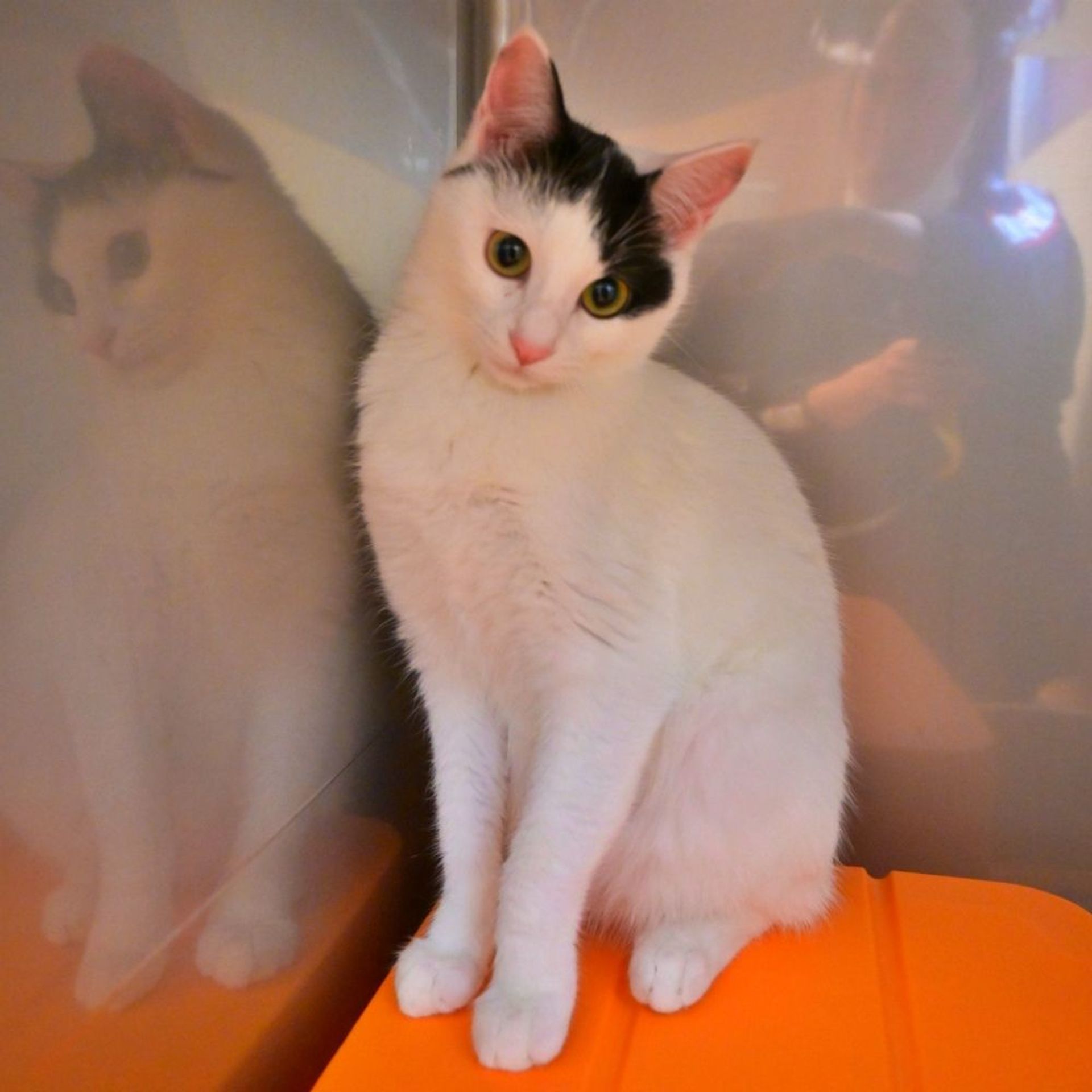 雑種（ミックス猫）・メスの里親募集の写真