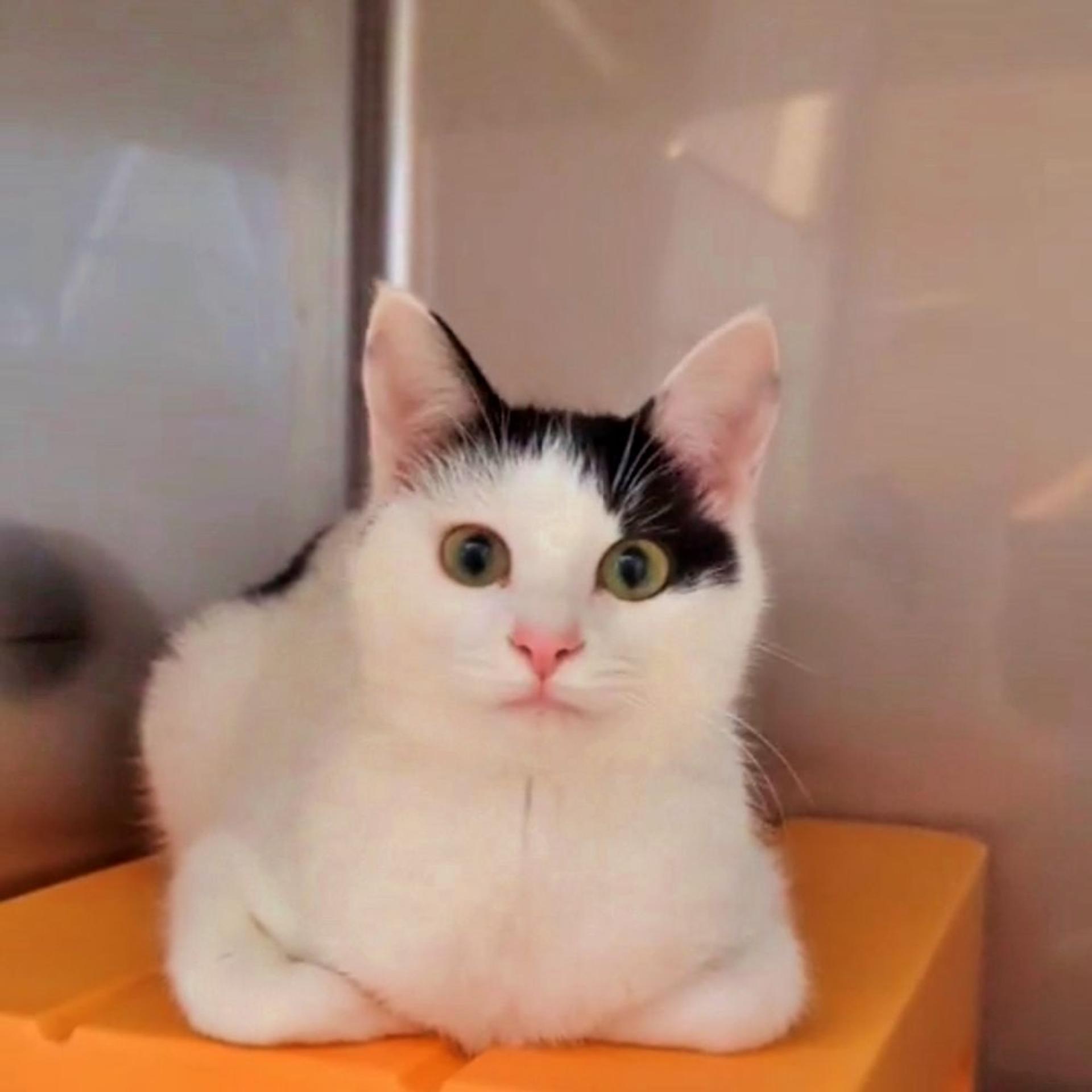 pet-image-2