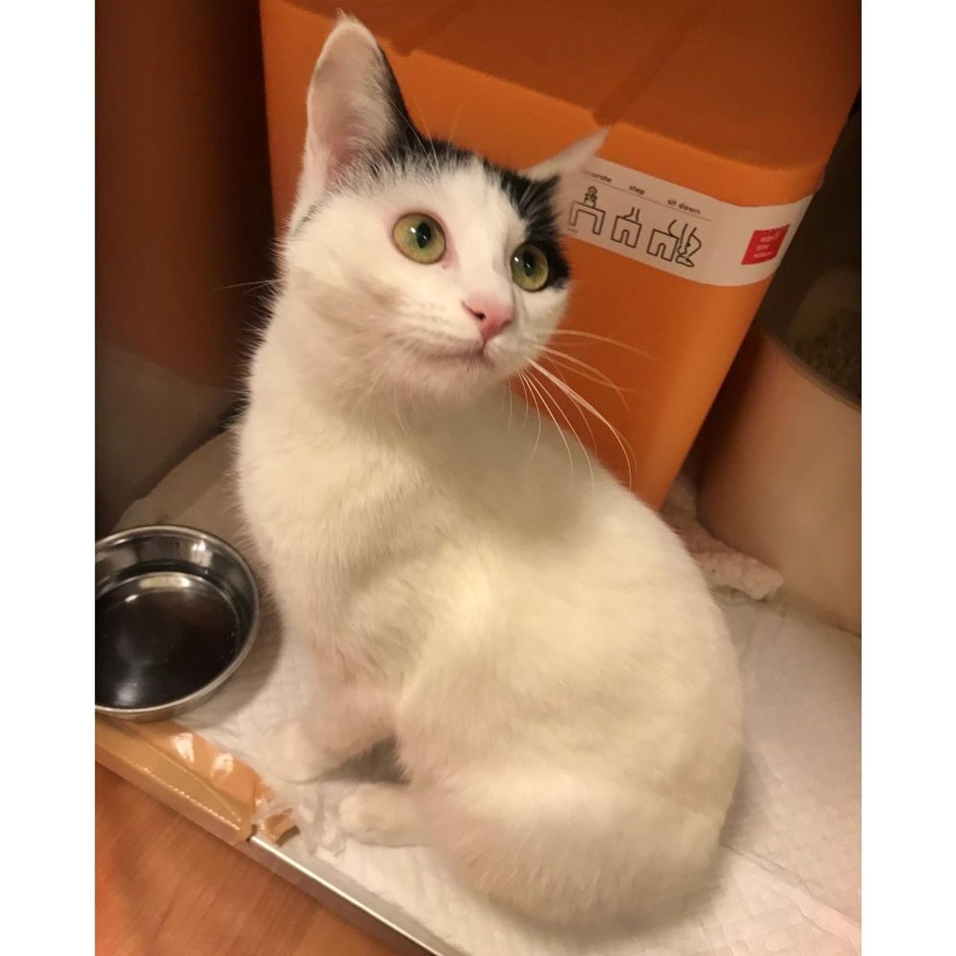 pet-image-3