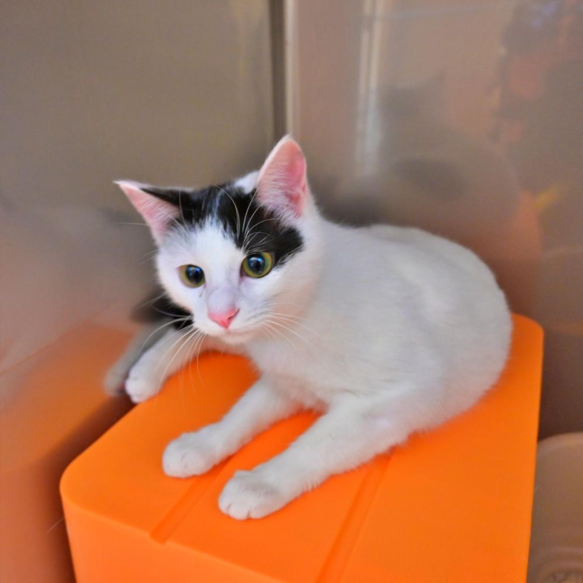 pet-image-5