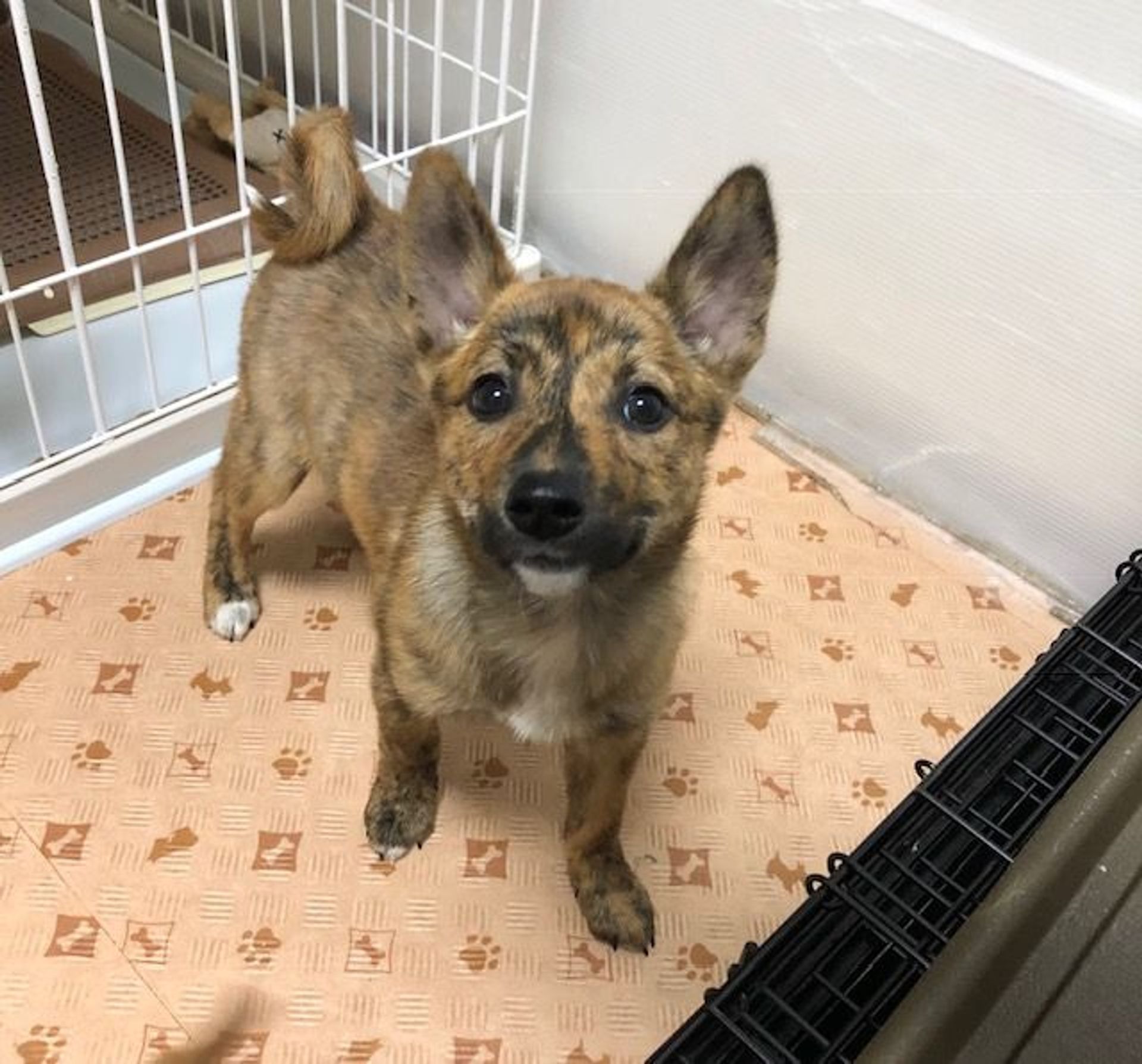 雑種（ミックス犬）・メスの里親募集の写真