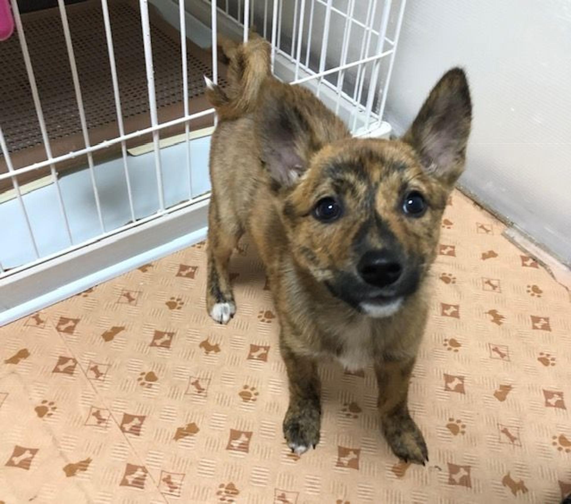 pet-image-2