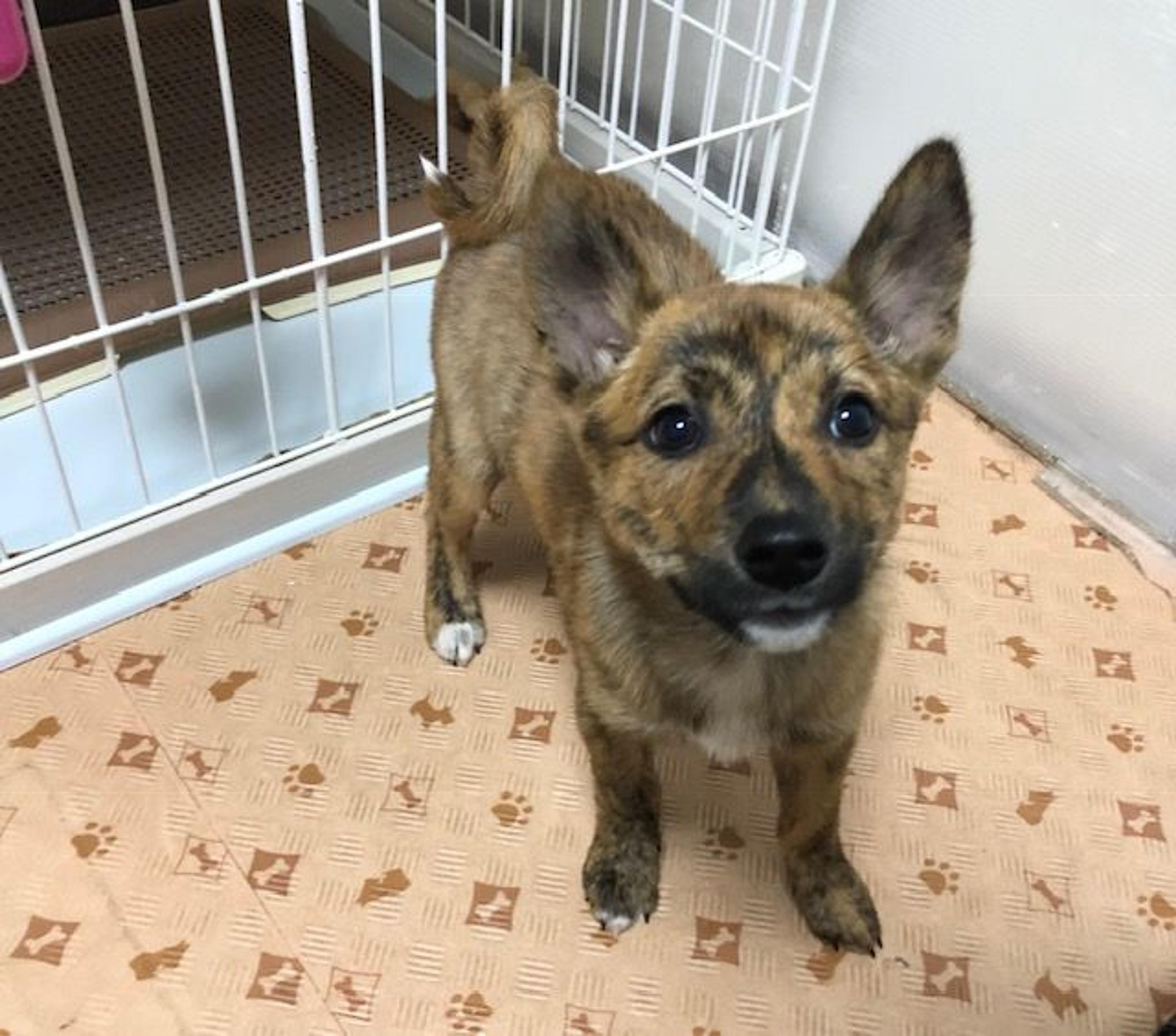 pet-image-2