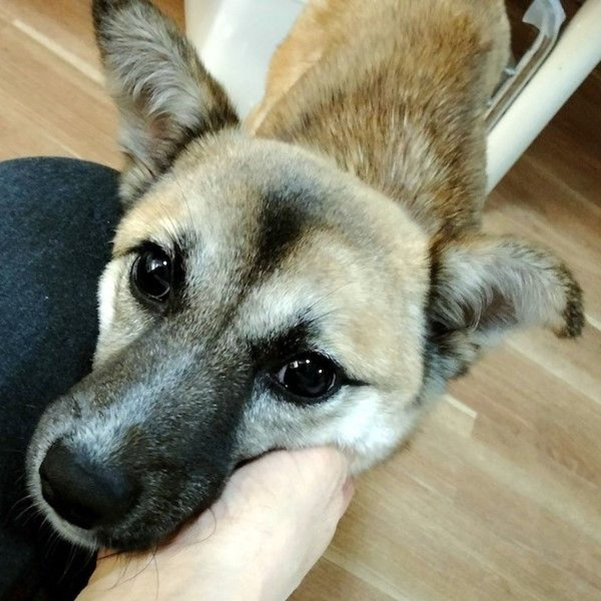 雑種（ミックス犬）・メスの里親募集の写真