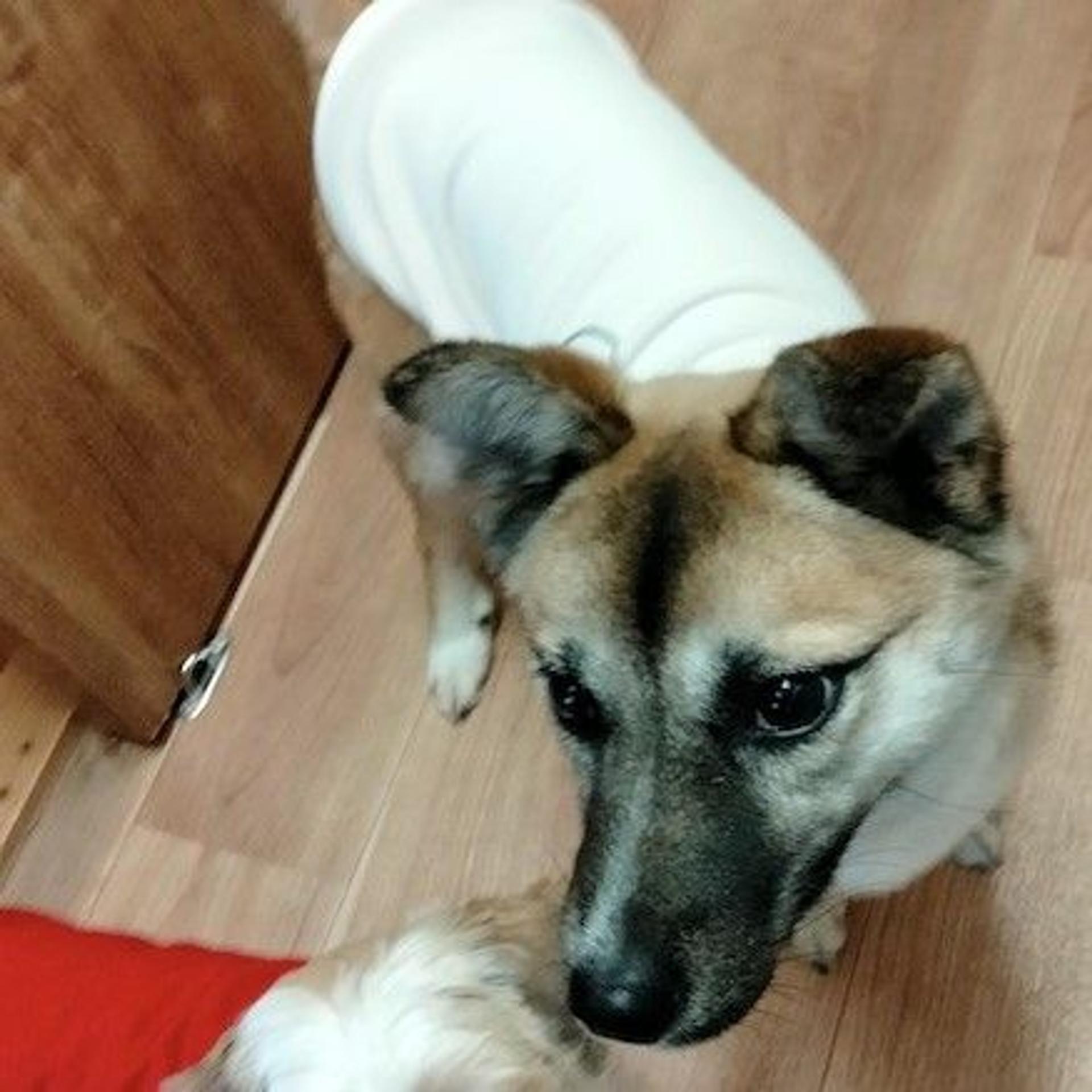 pet-image-4