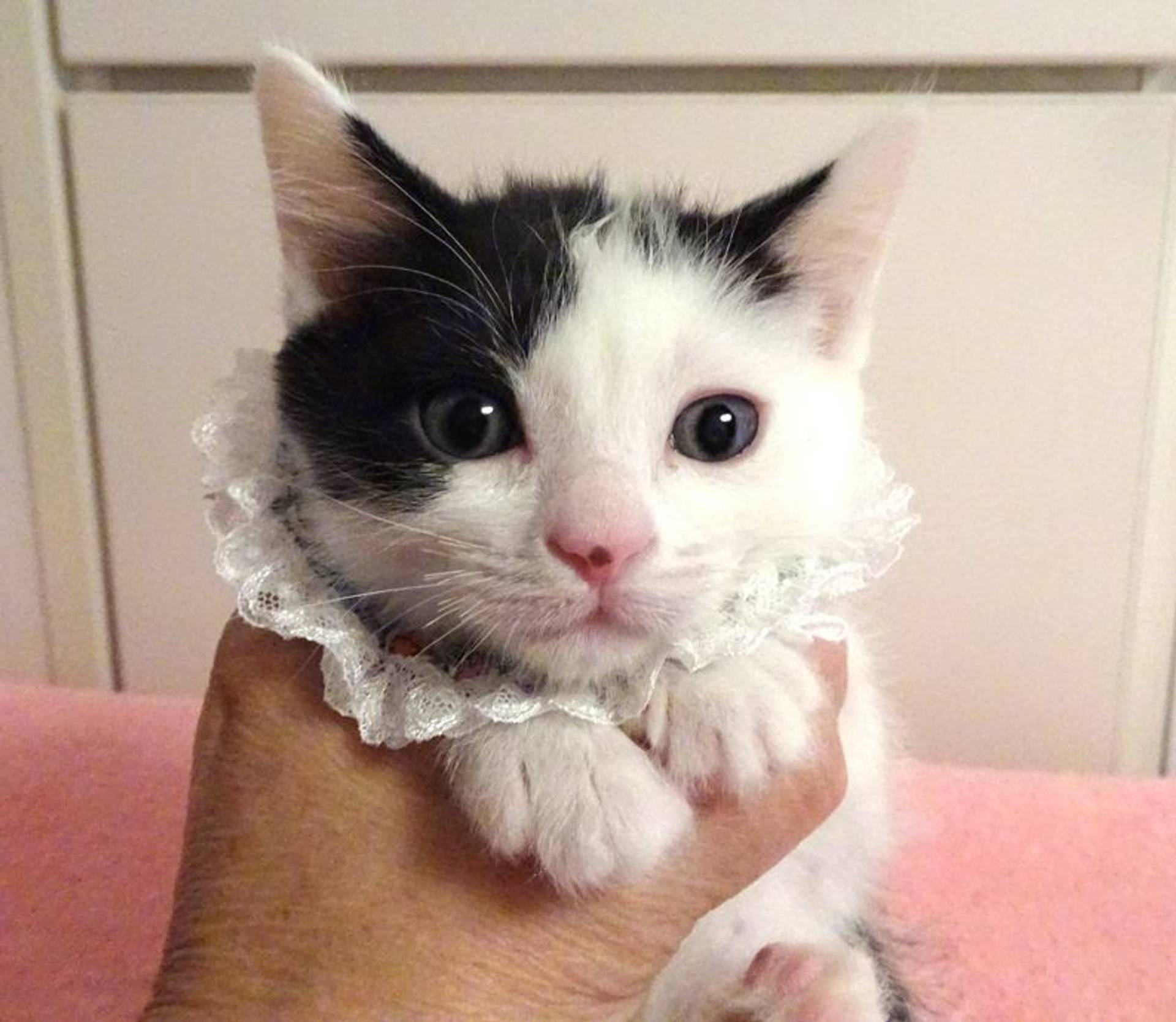 雑種（ミックス猫）・オスの里親募集の写真