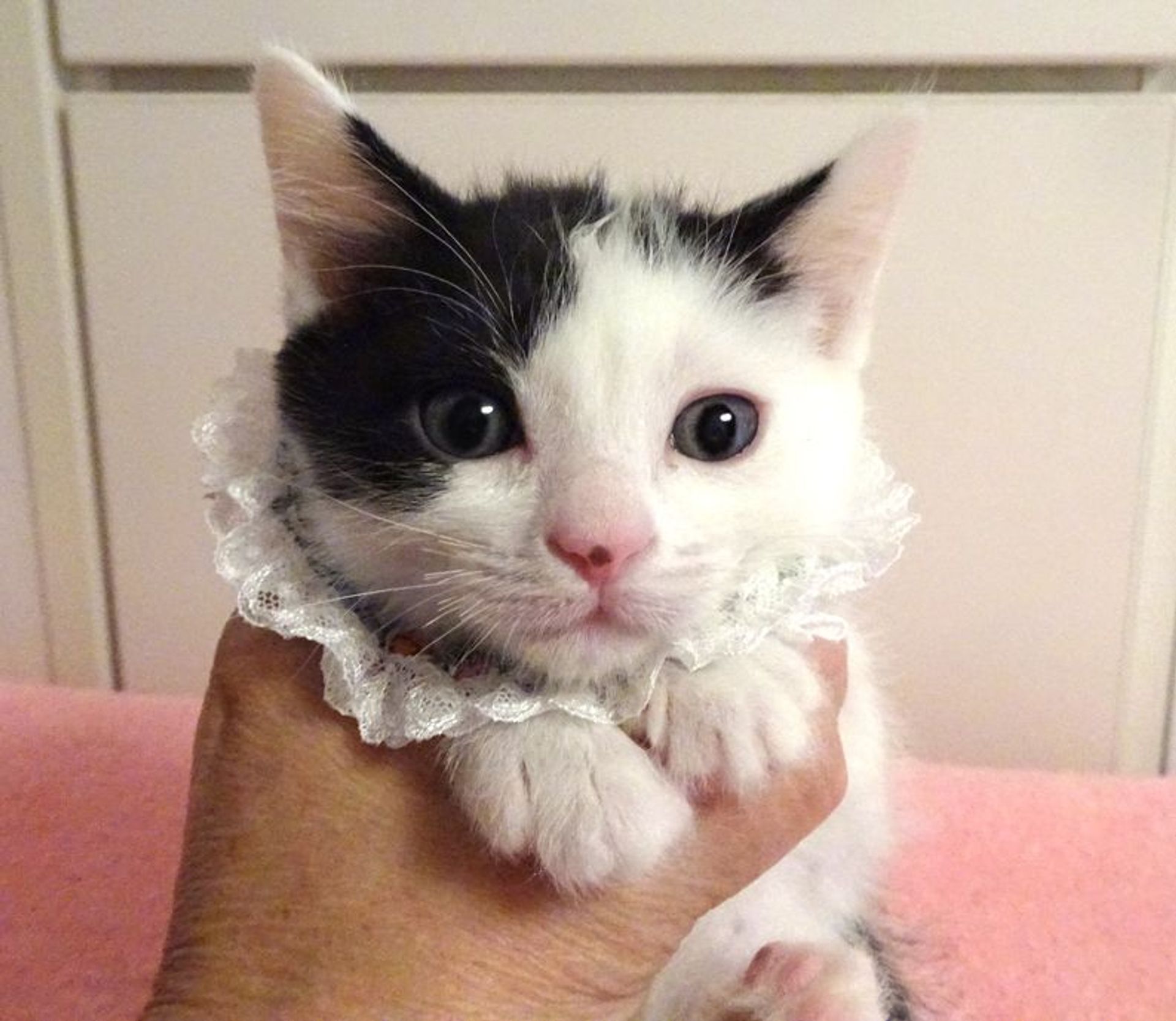 雑種（ミックス猫）・オスの里親募集の写真