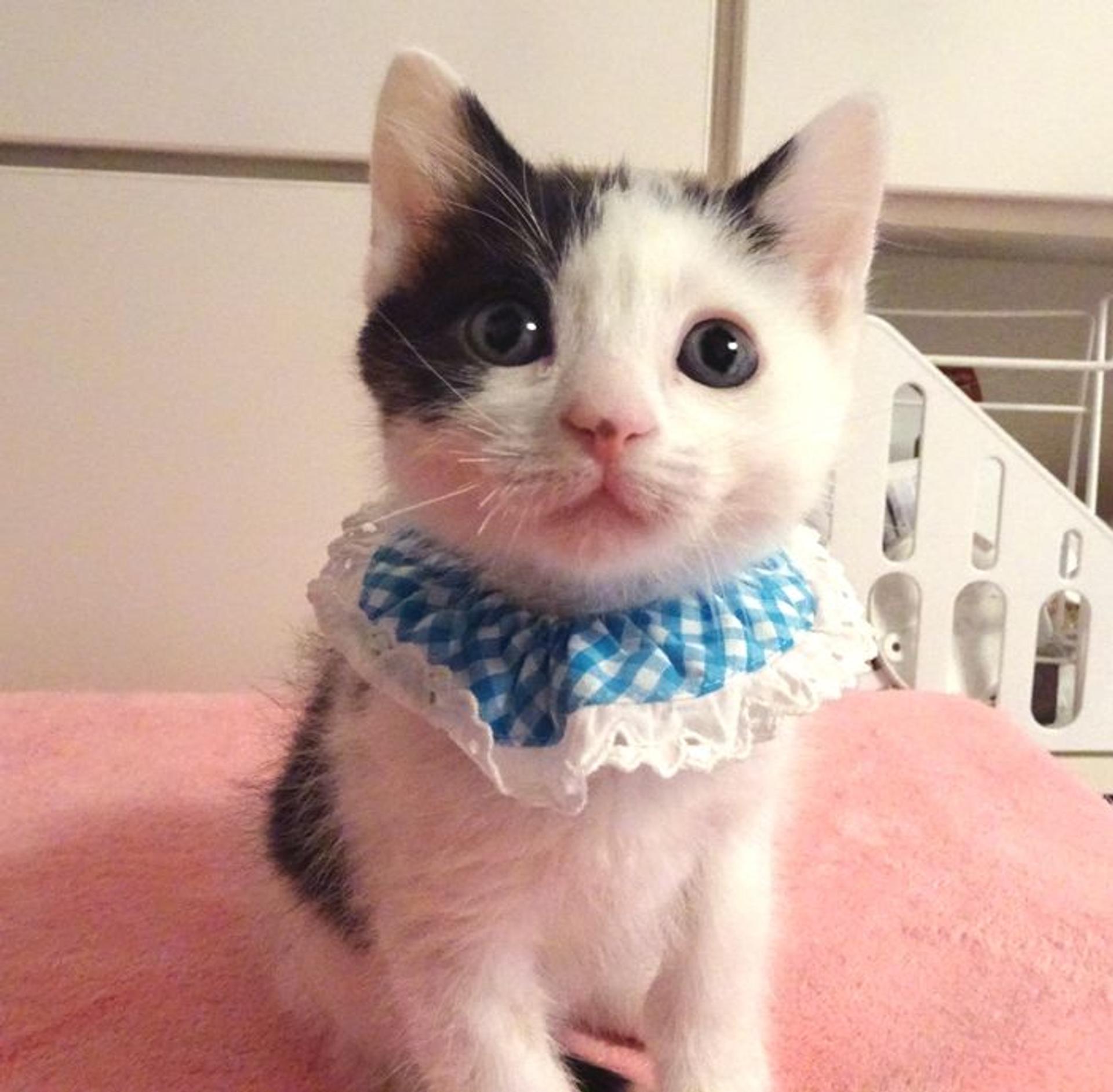 pet-image-2