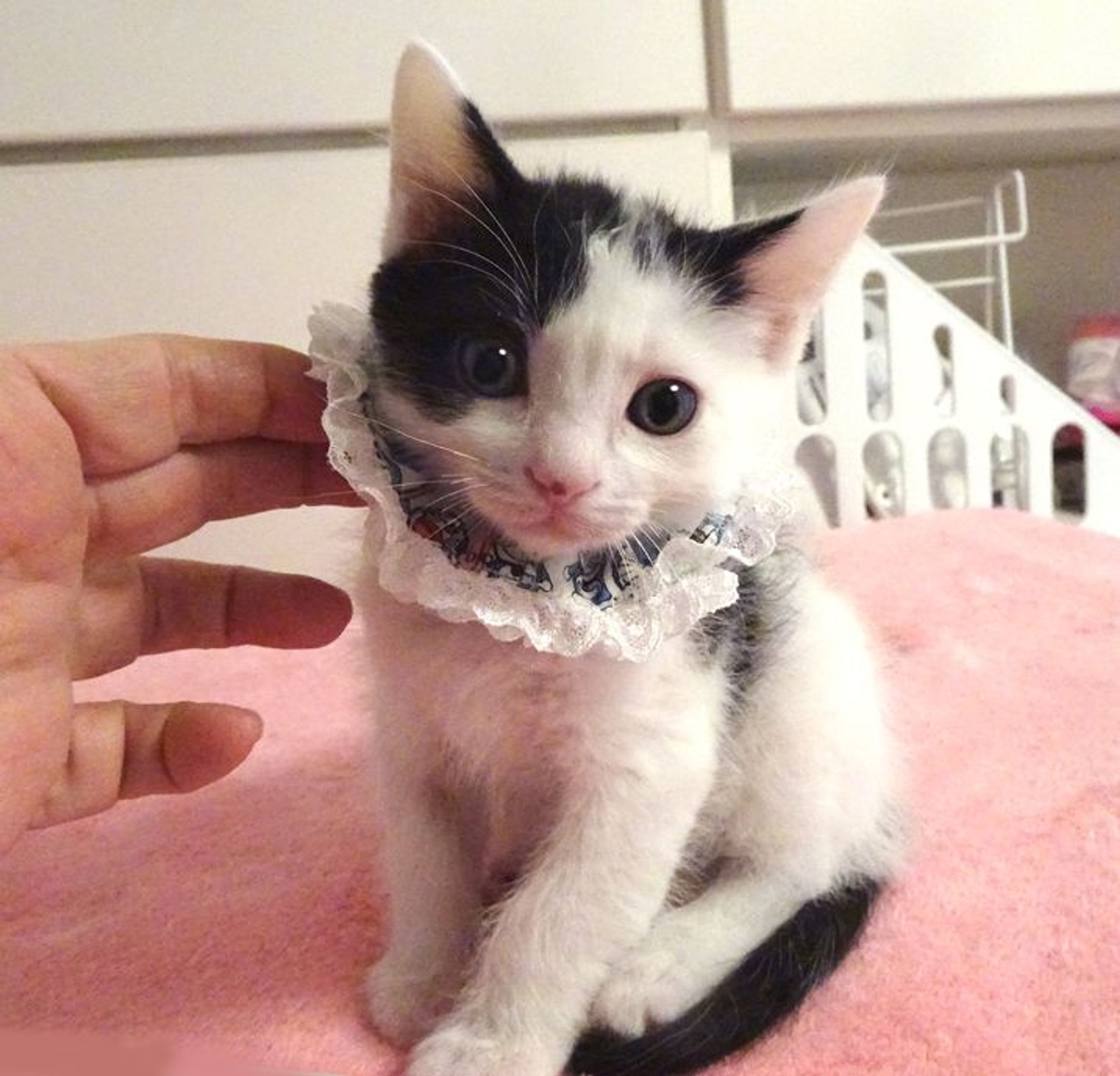pet-image-4