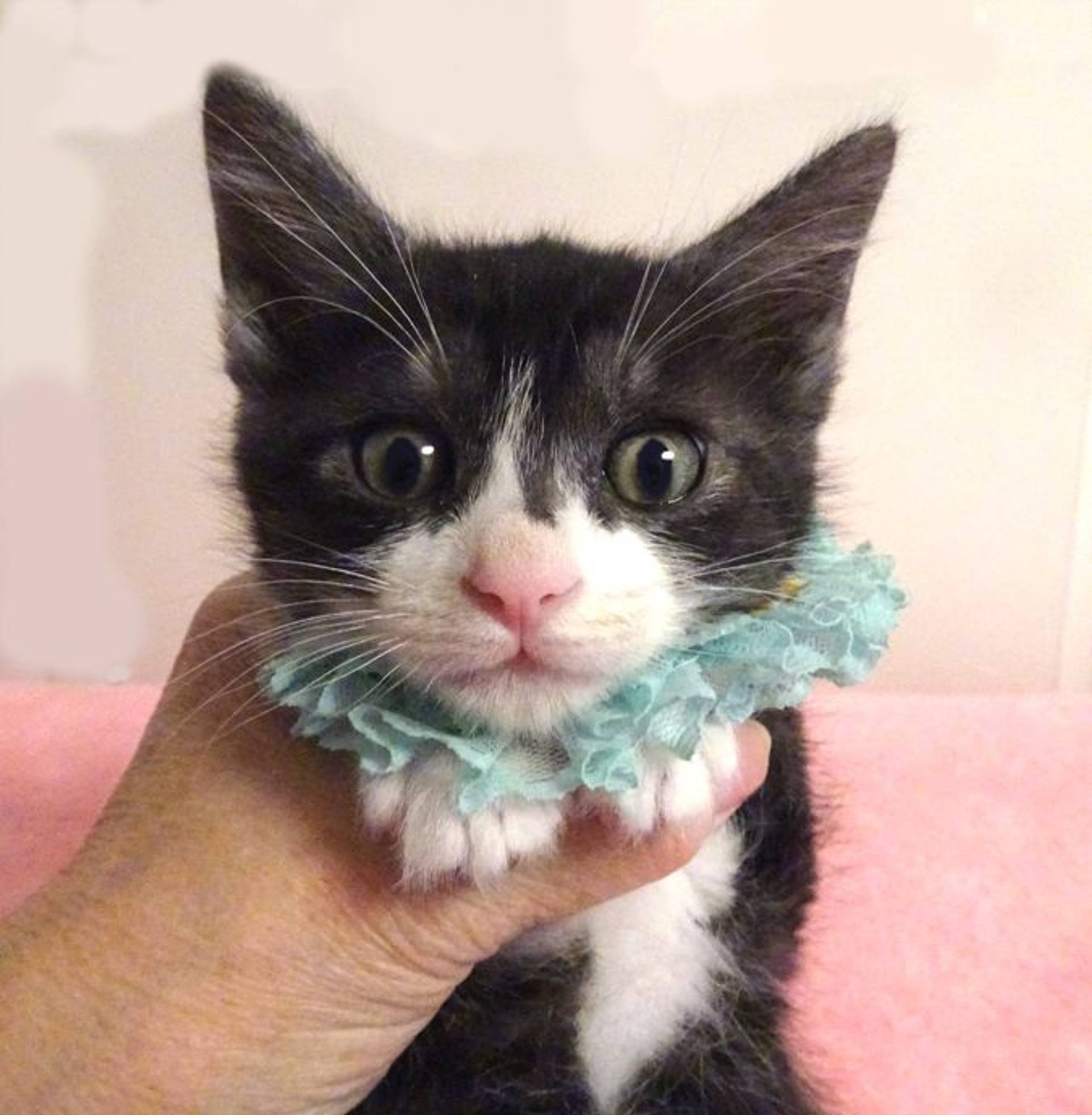 雑種（ミックス猫）・オスの里親募集の写真