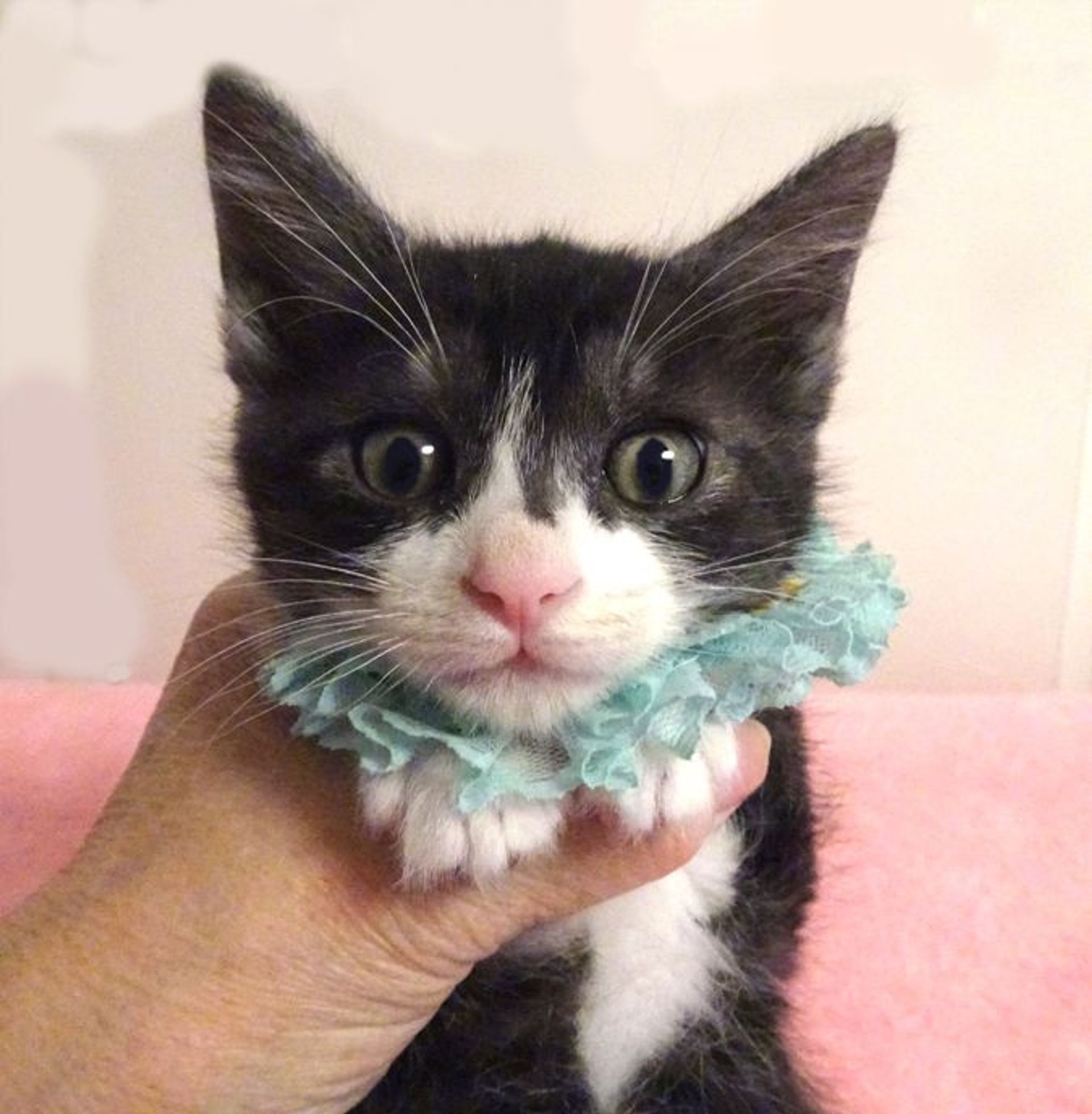 雑種（ミックス猫）・オスの里親募集の写真