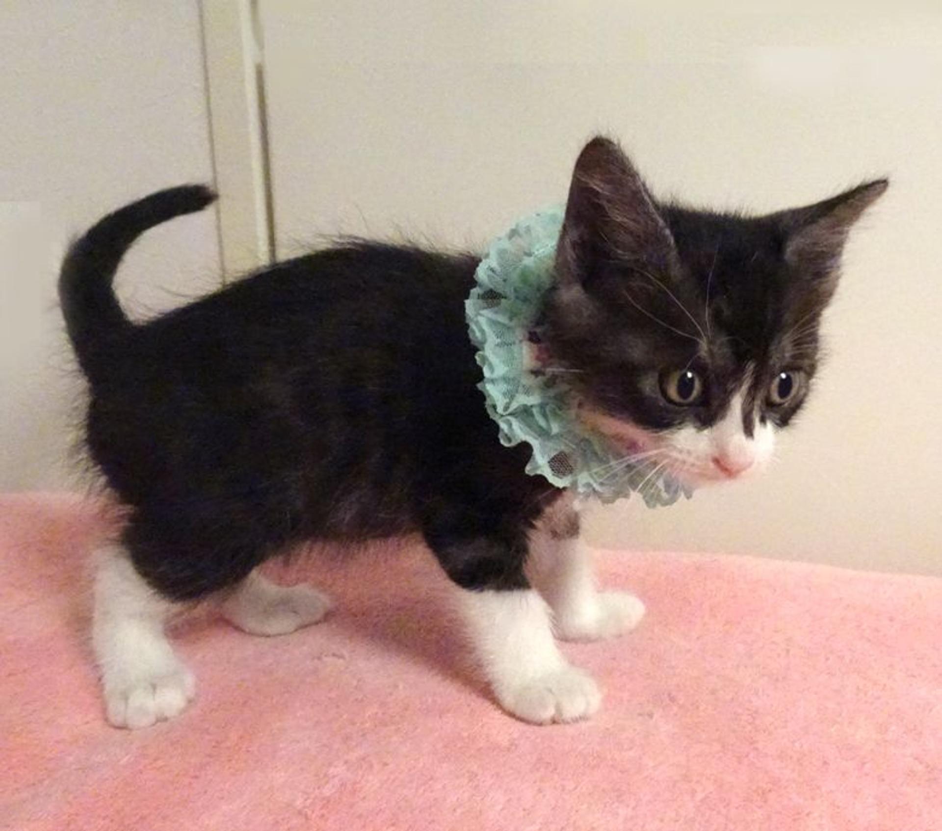 pet-image-3