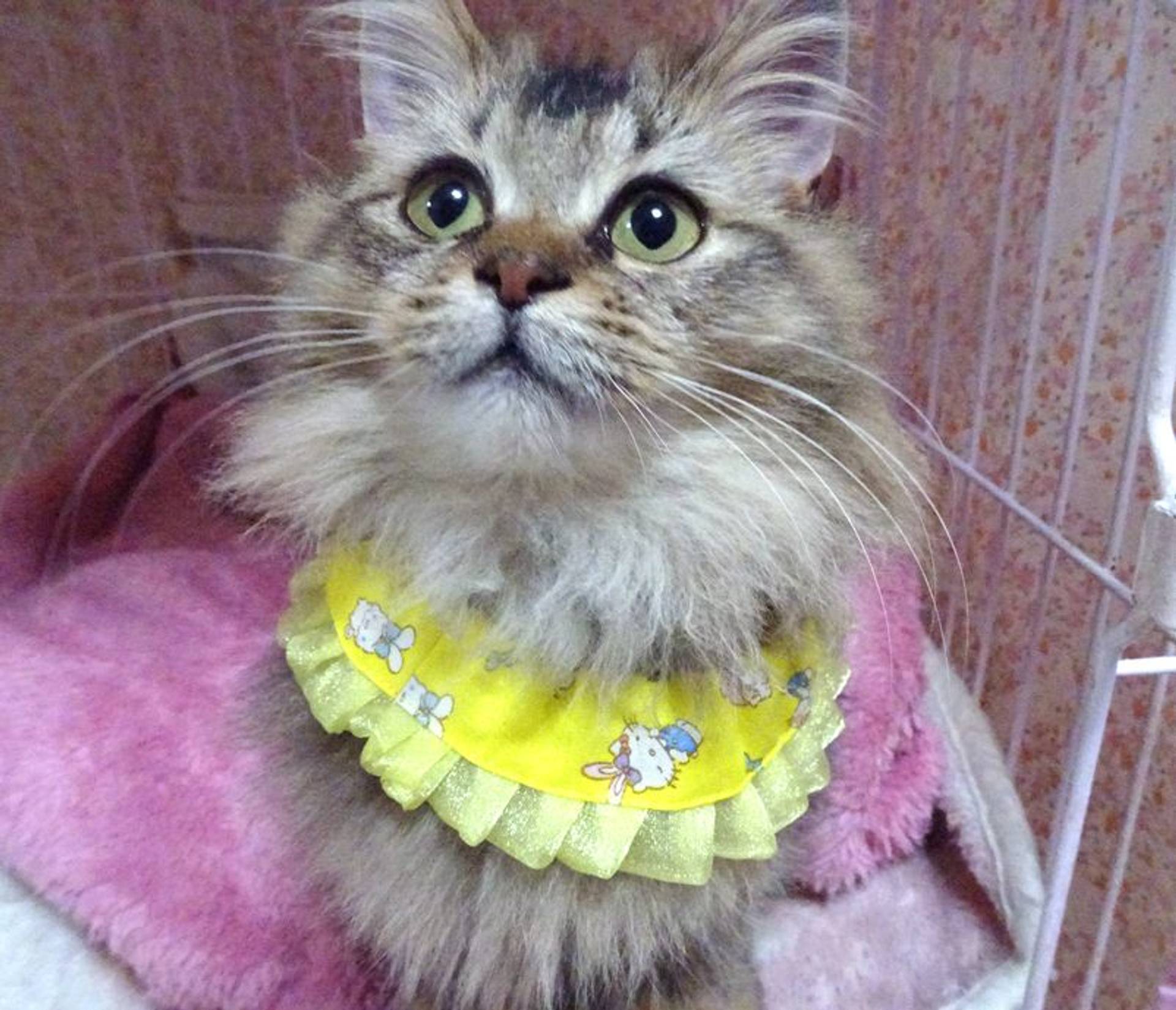 ソマリ・オスの里親募集の写真