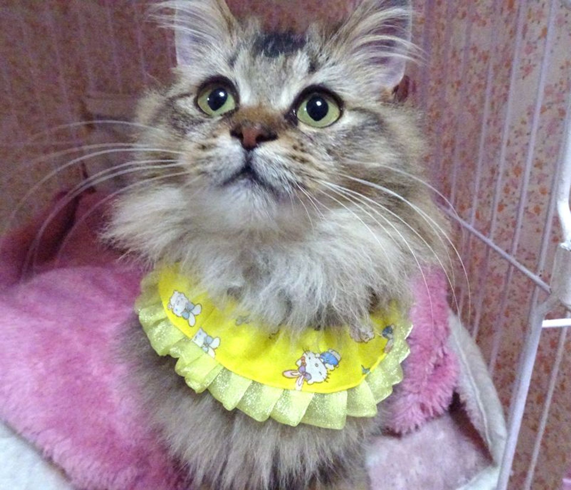 ソマリ・オスの里親募集の写真