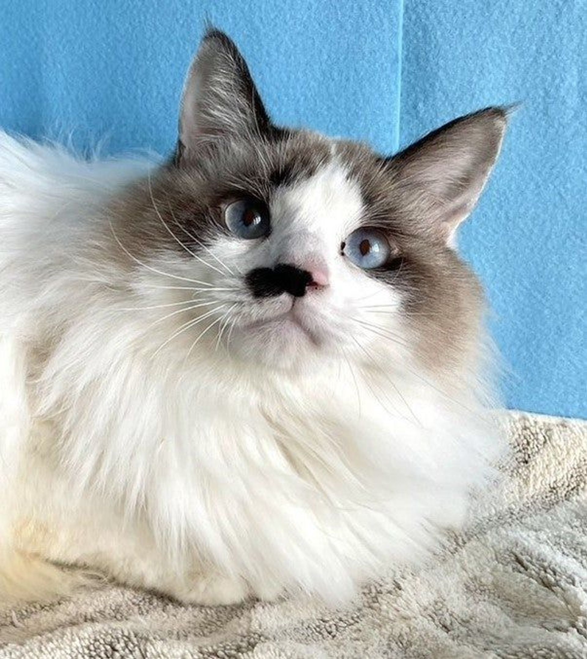 雑種（ミックス猫）・オスの里親募集の写真