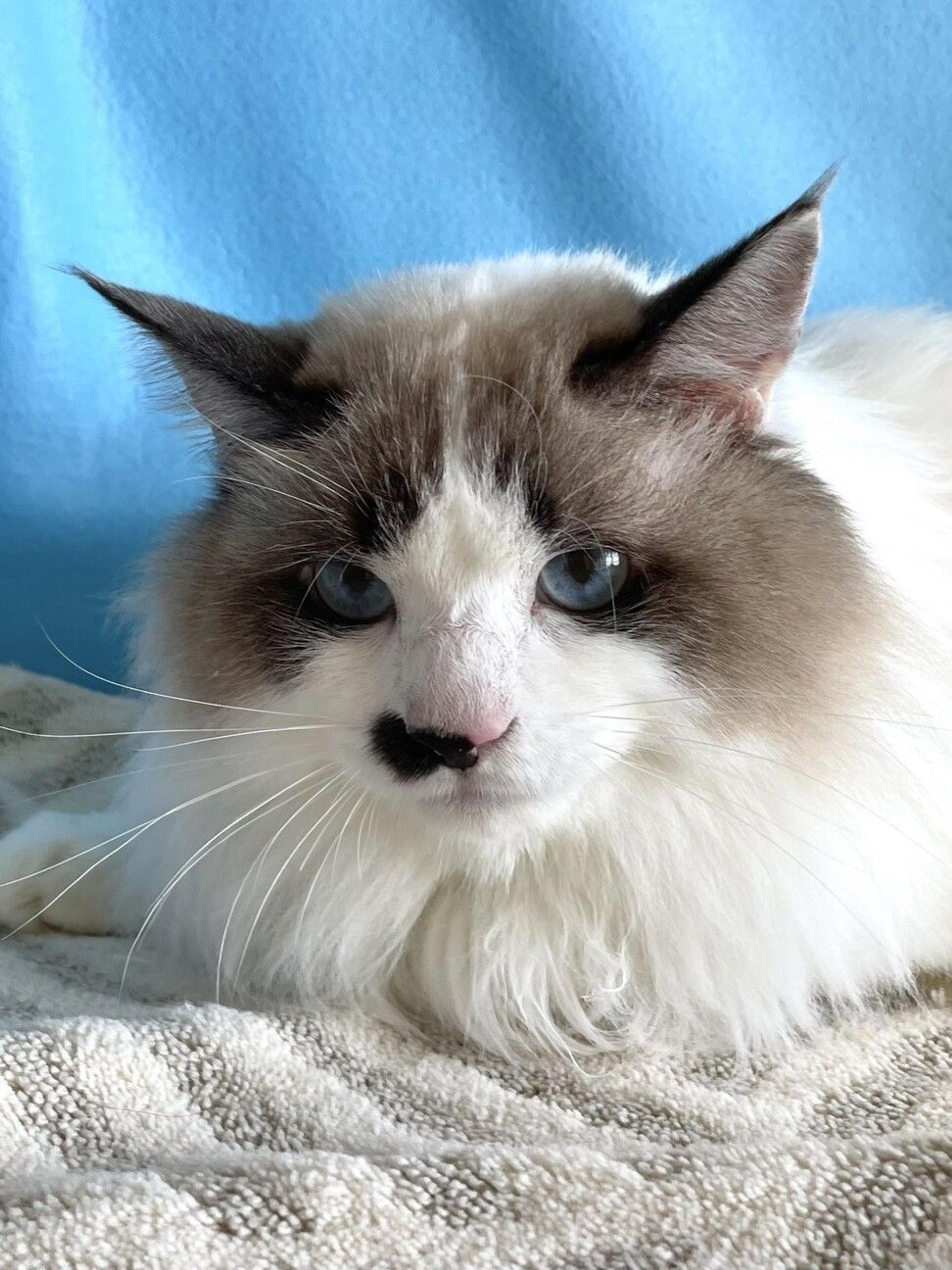 pet-image-3