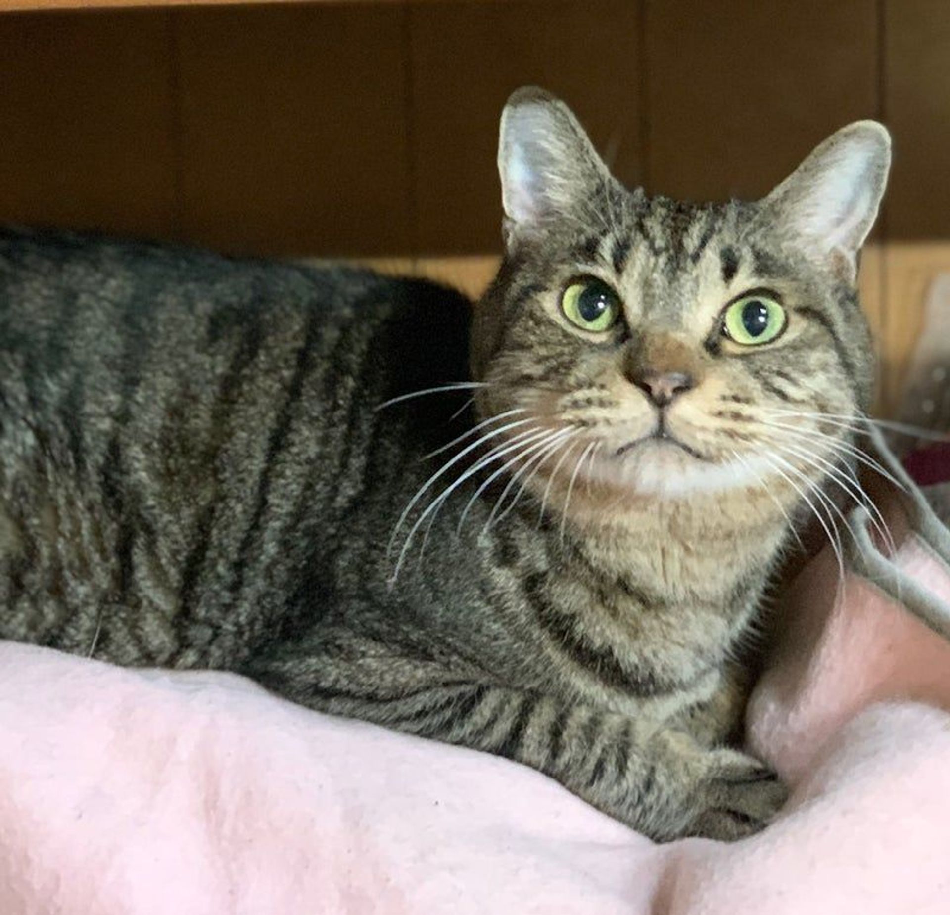 雑種（ミックス猫）・オスの里親募集の写真