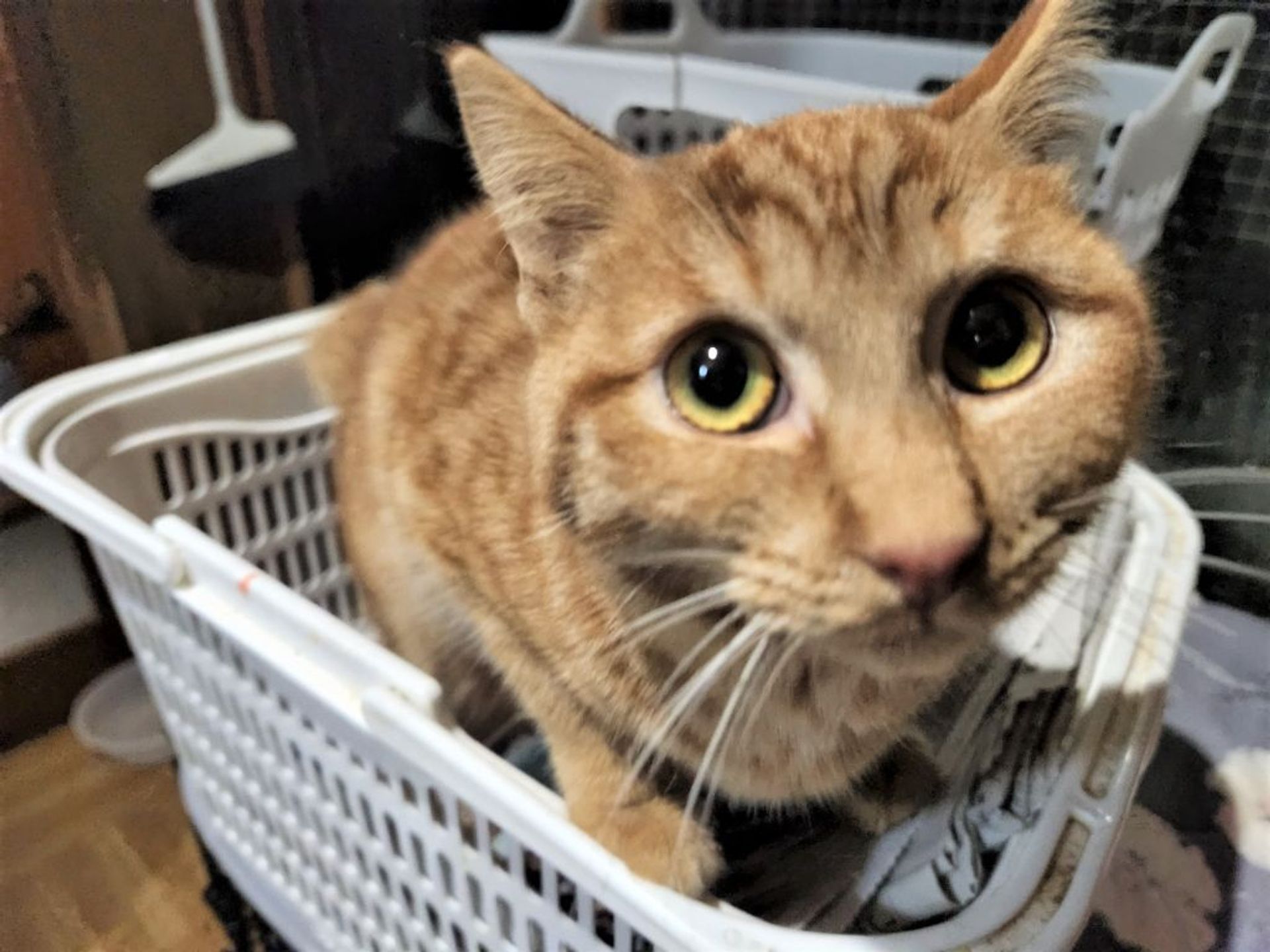 雑種（ミックス猫）・メスの里親募集の写真