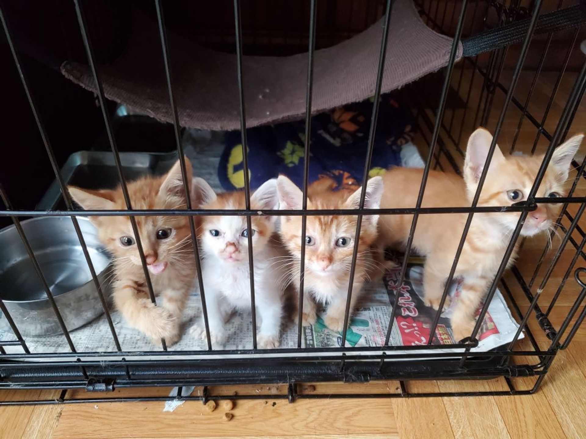 雑種（ミックス猫）・メスの里親募集の写真