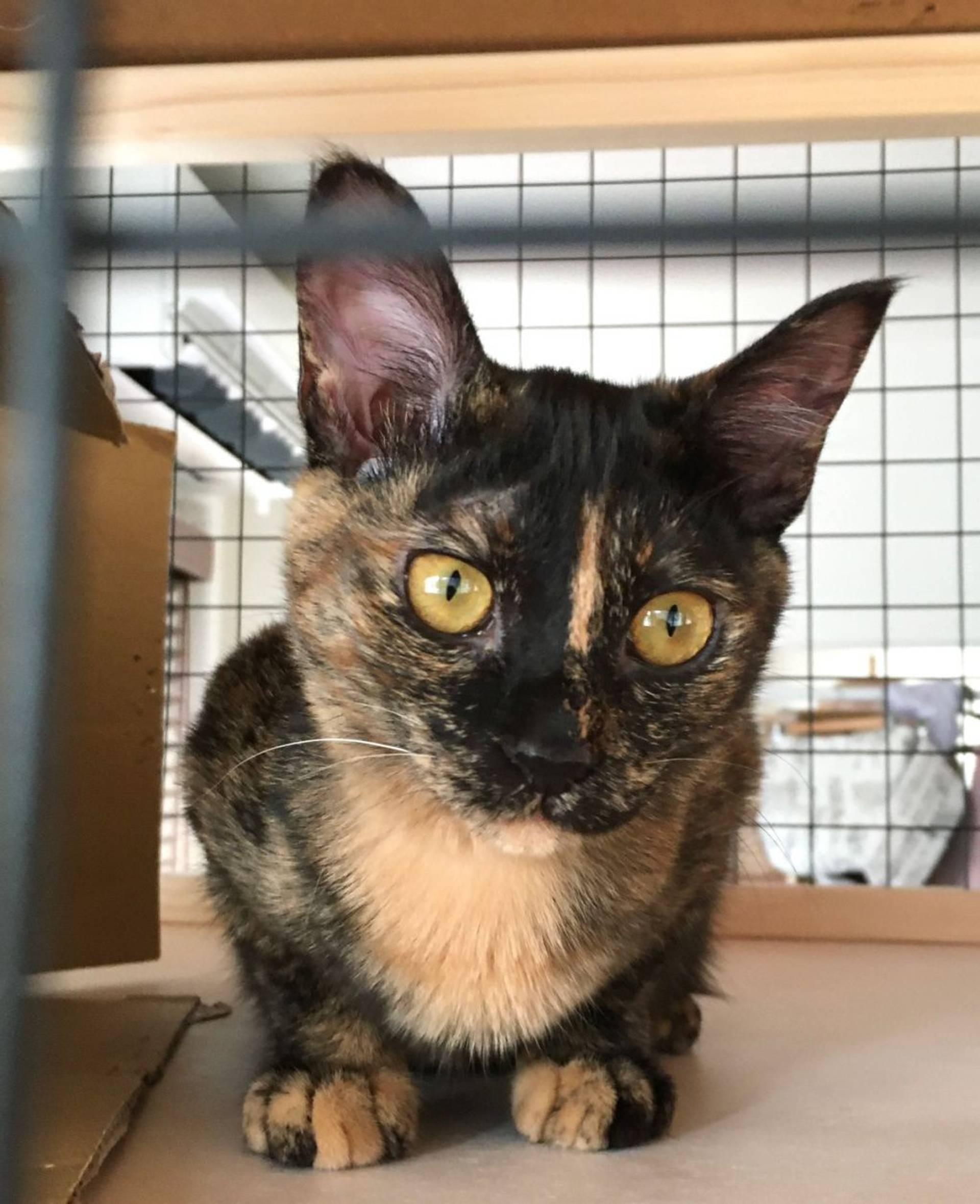 雑種（ミックス猫）・メスの里親募集の写真