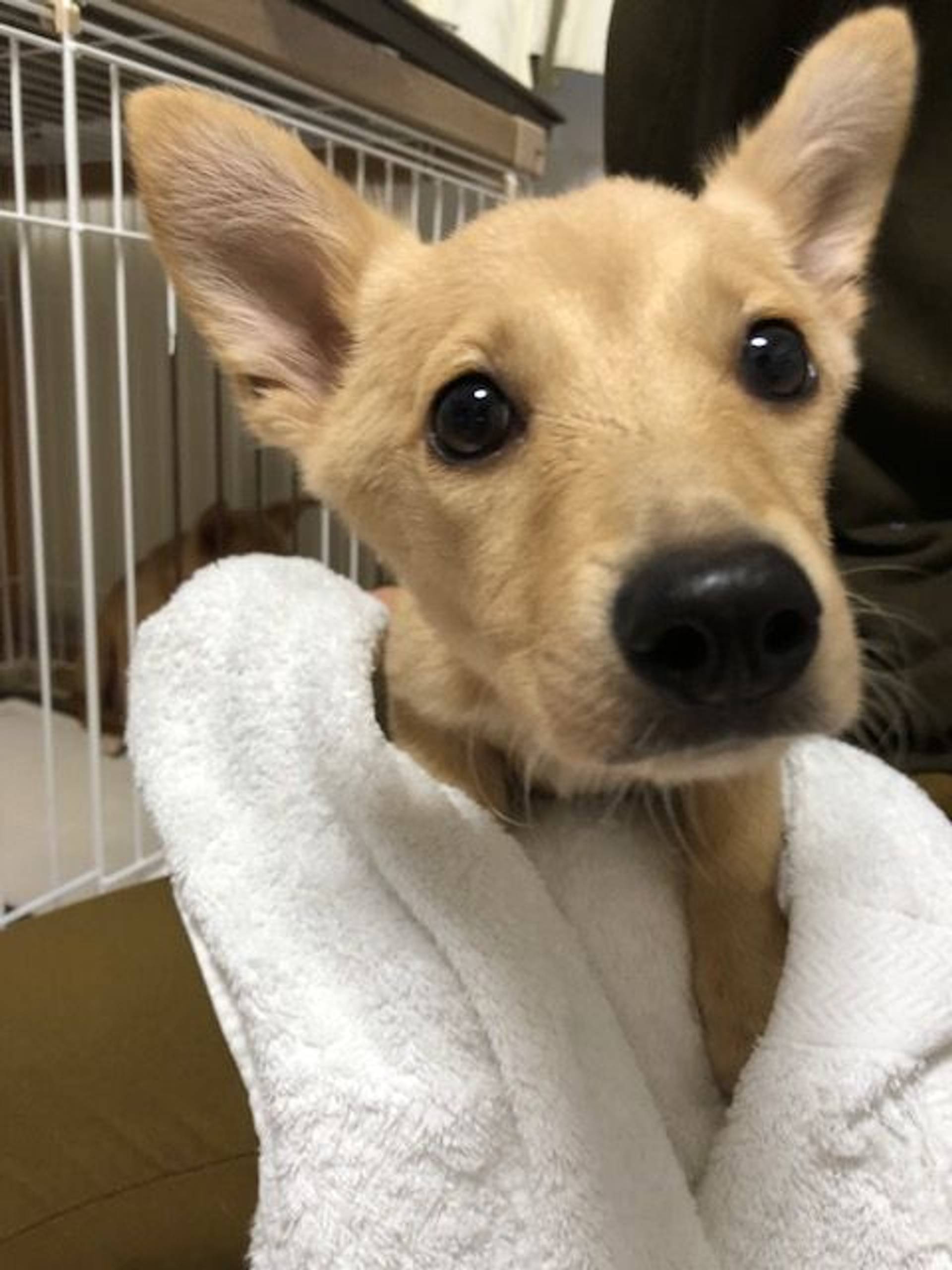 雑種（ミックス犬）・メスの里親募集の写真