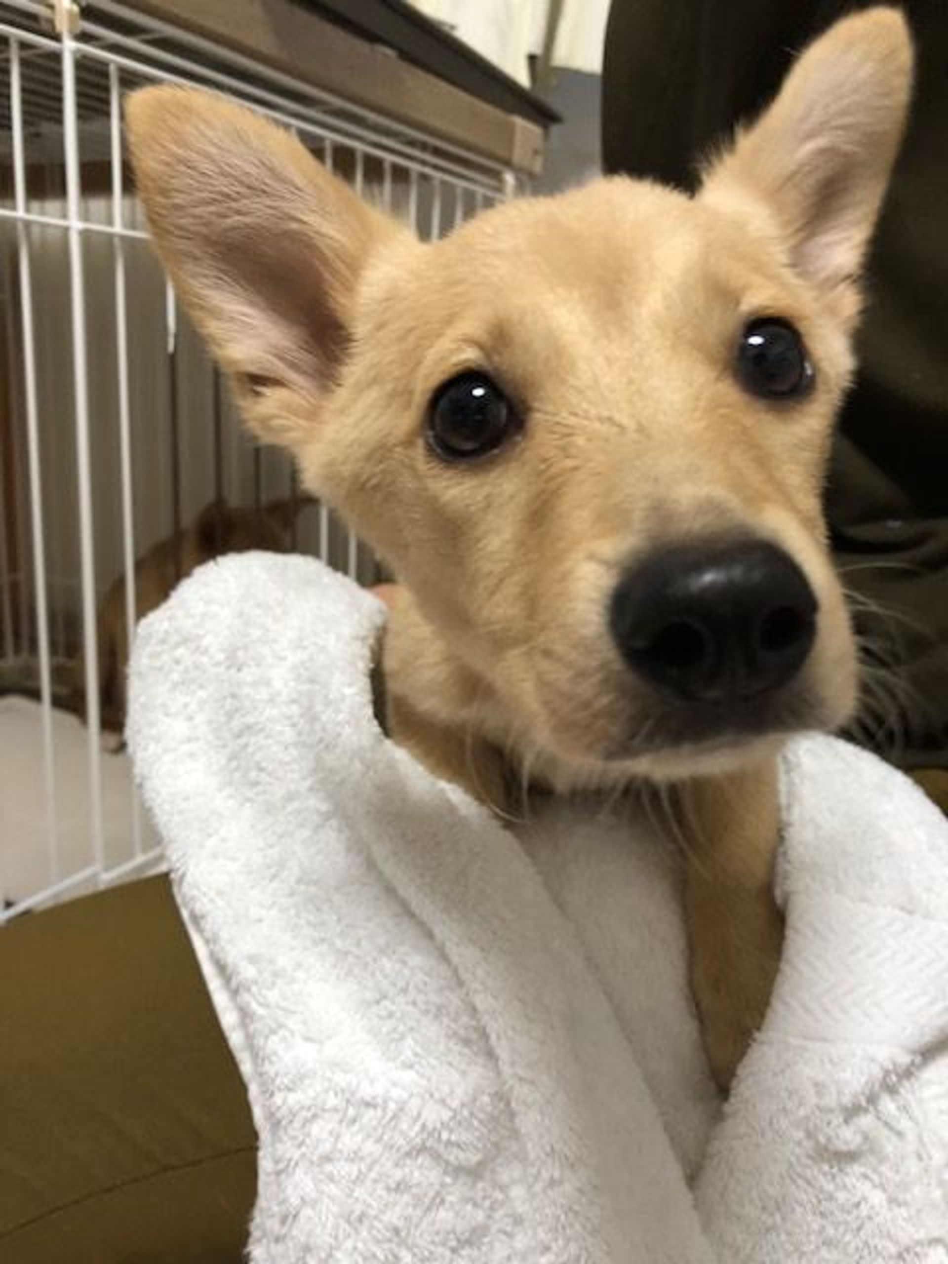 雑種（ミックス犬）・メスの里親募集の写真