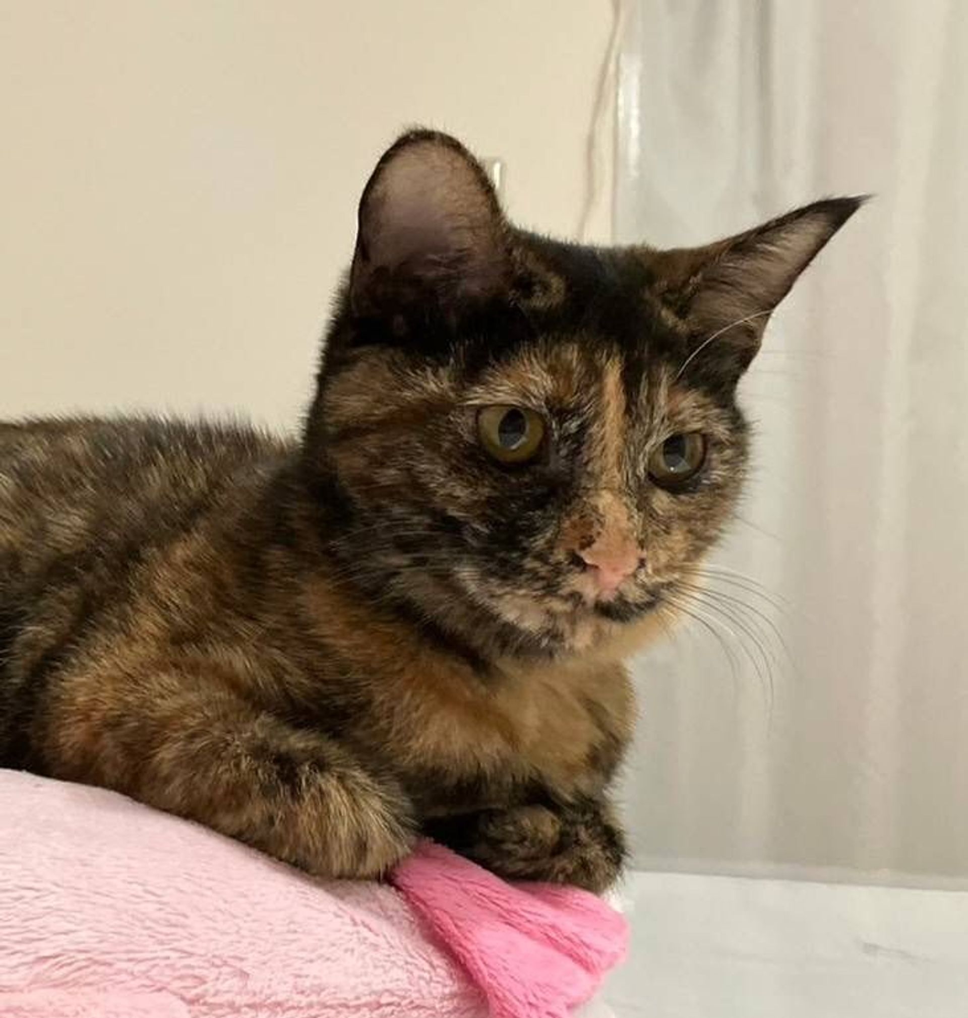 雑種（ミックス猫）・メスの里親募集の写真