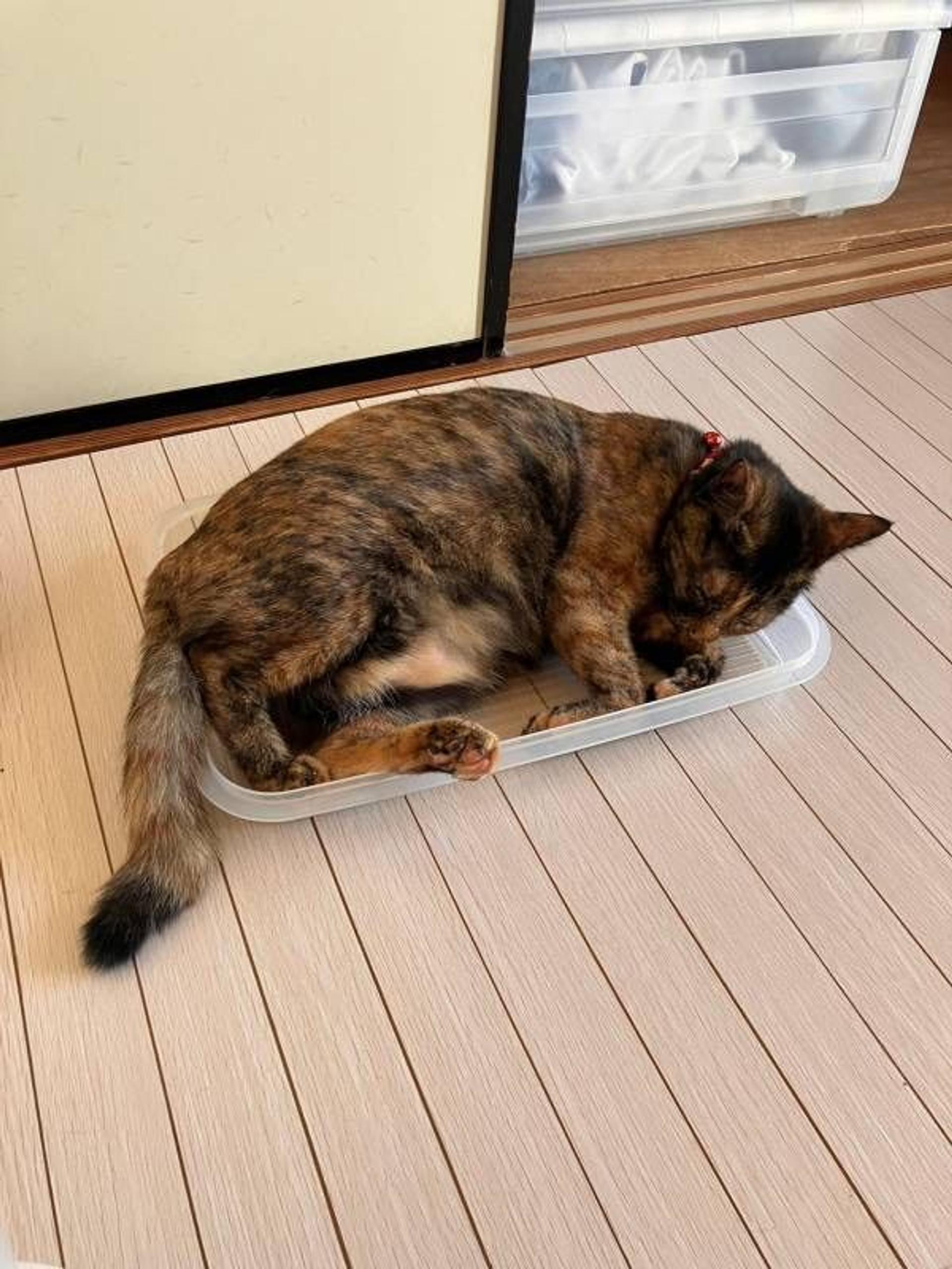 pet-image-4