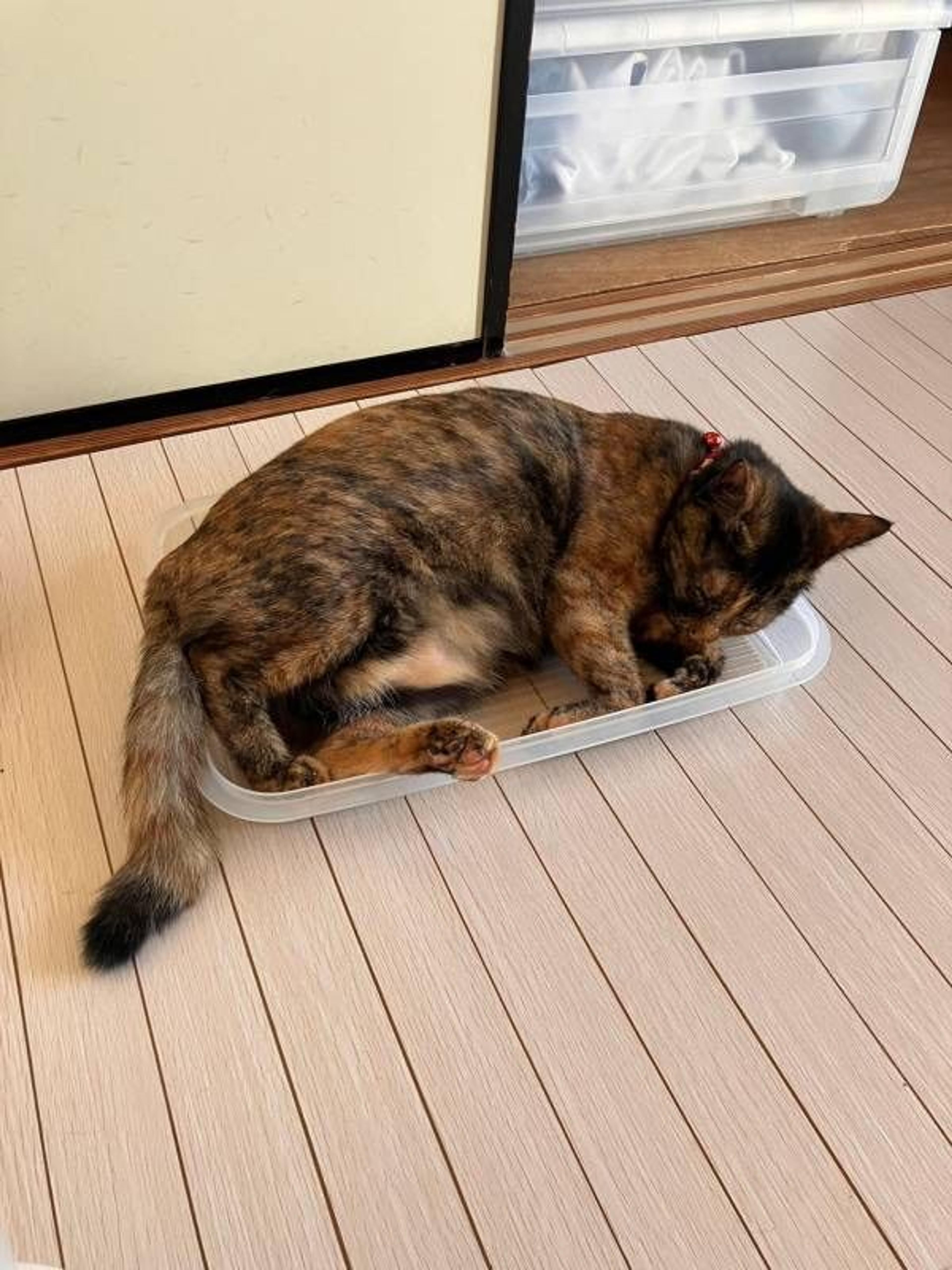 pet-image-4
