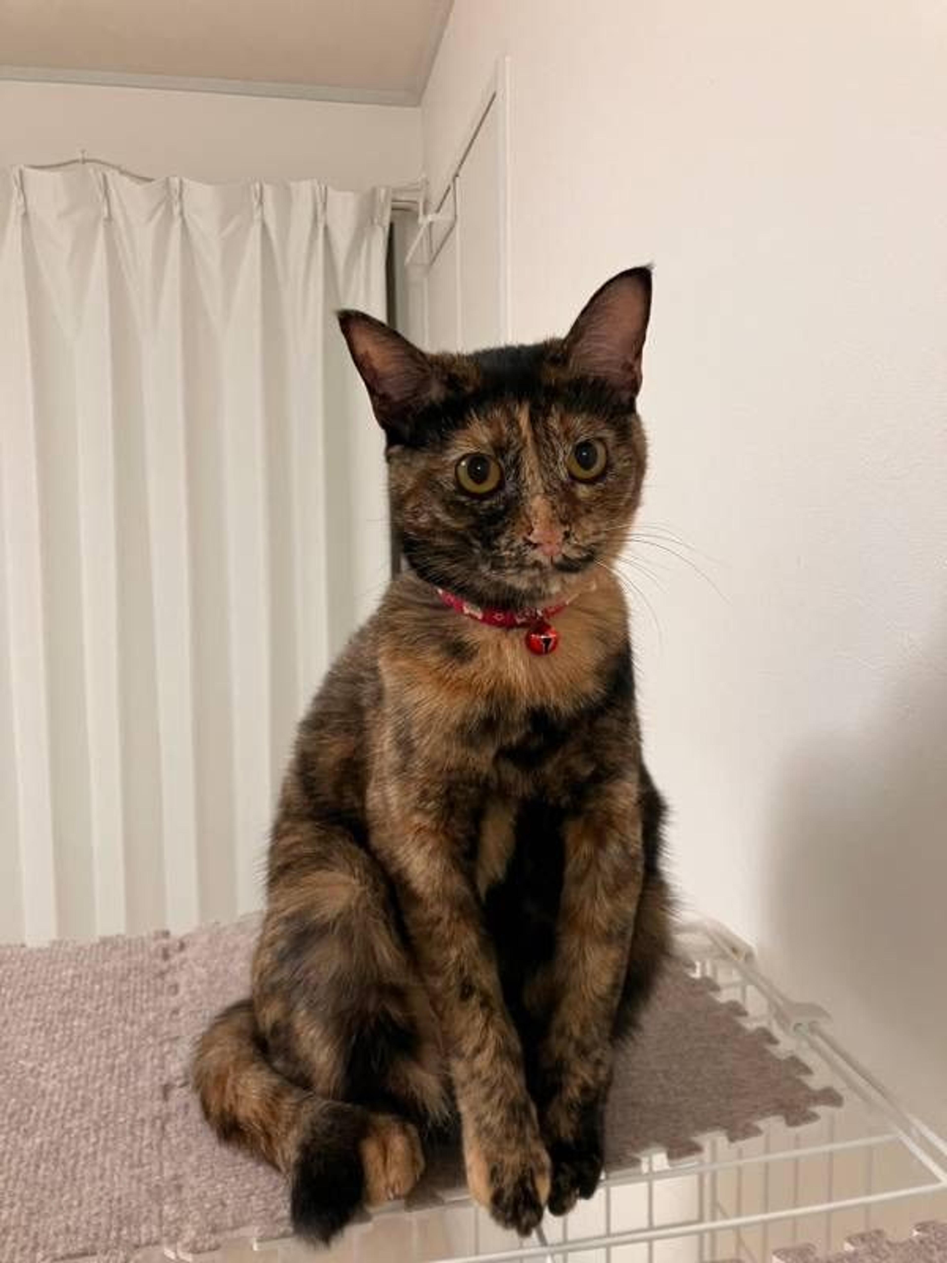 pet-image-5