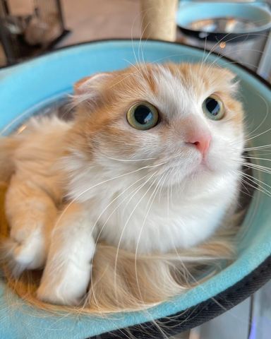 ジオスの写真