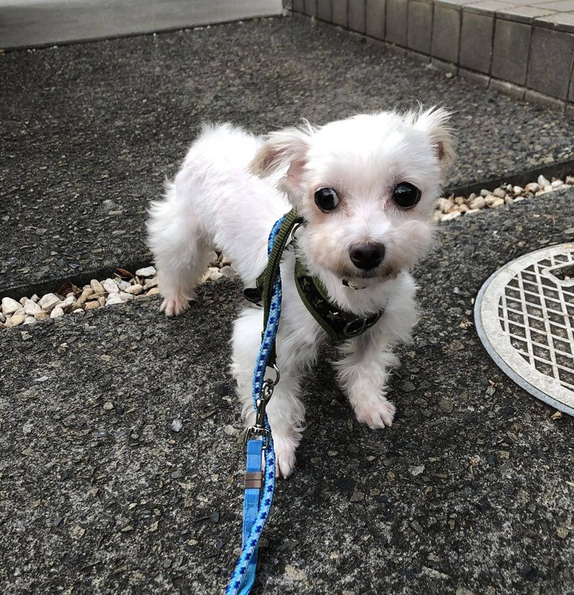 雑種（ミックス犬）・メスの里親募集の写真