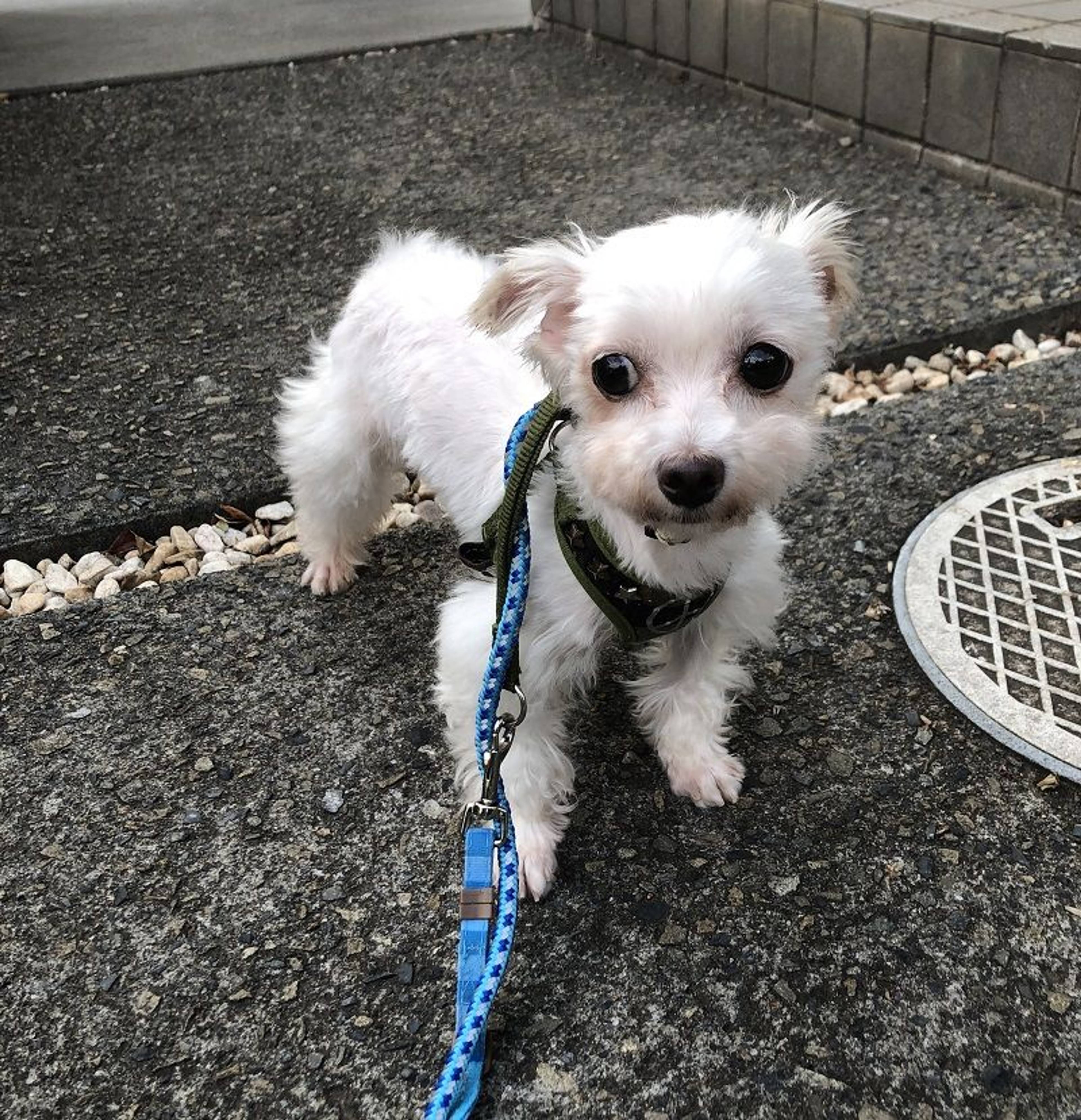 雑種（ミックス犬）・メスの里親募集の写真