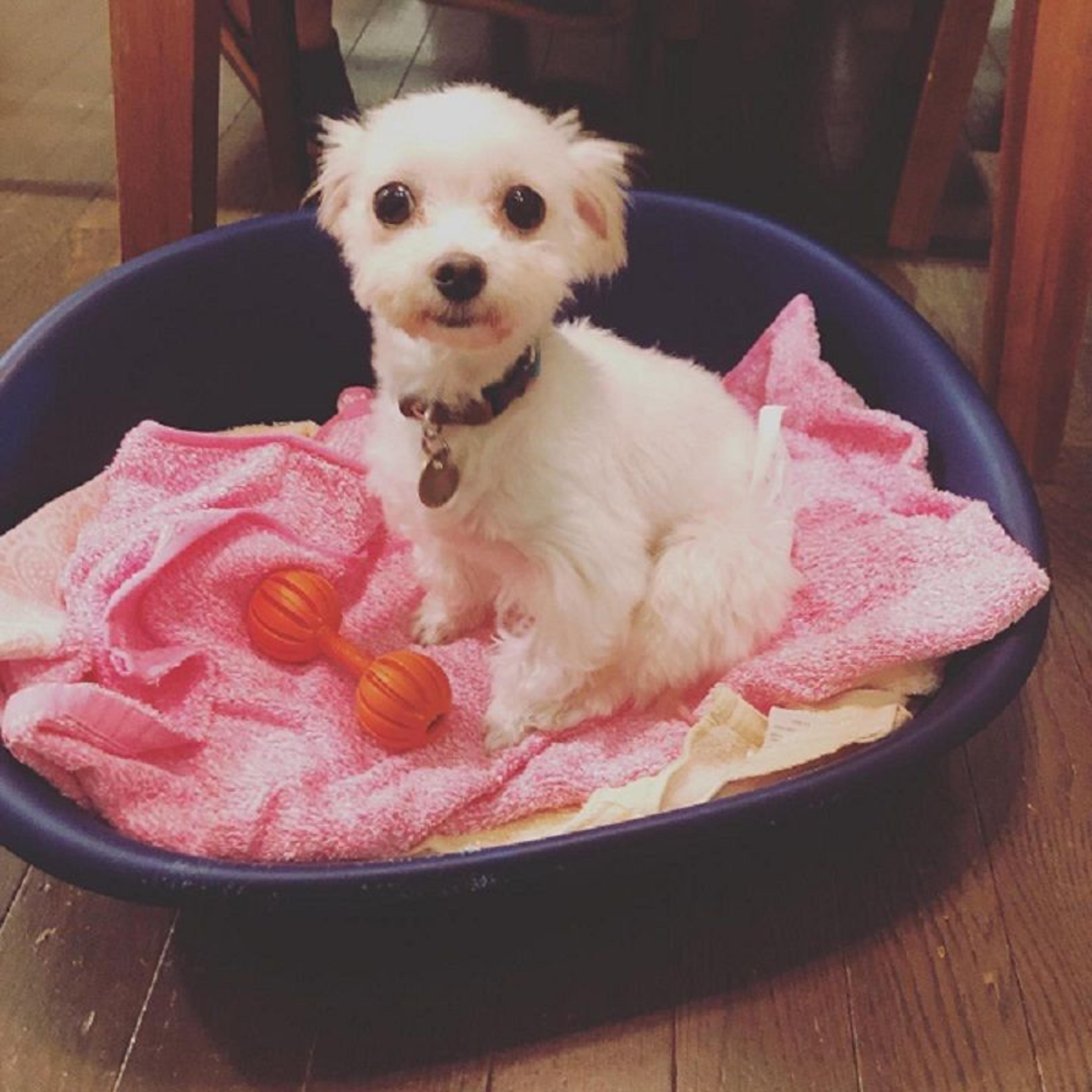 pet-image-3