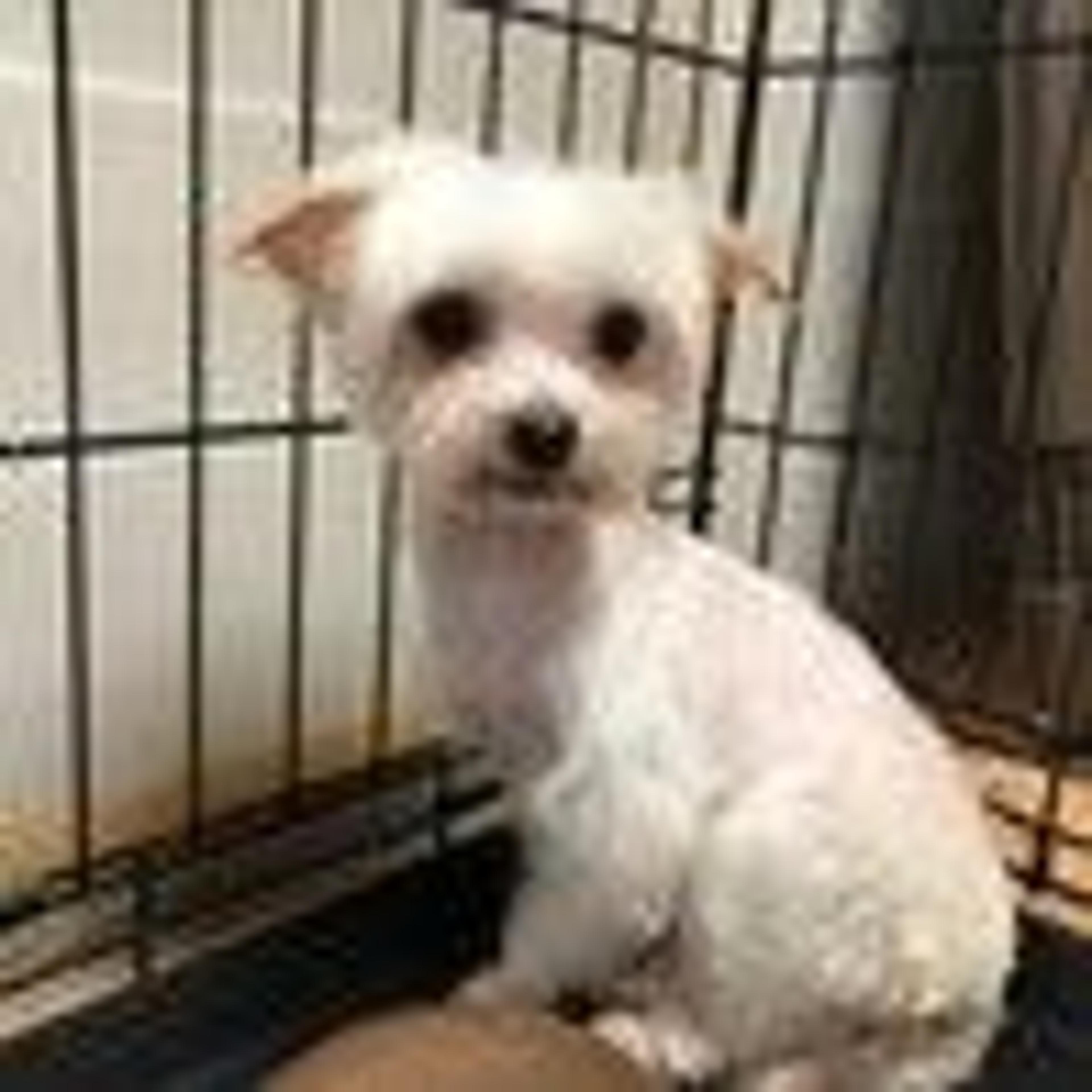 pet-image-4