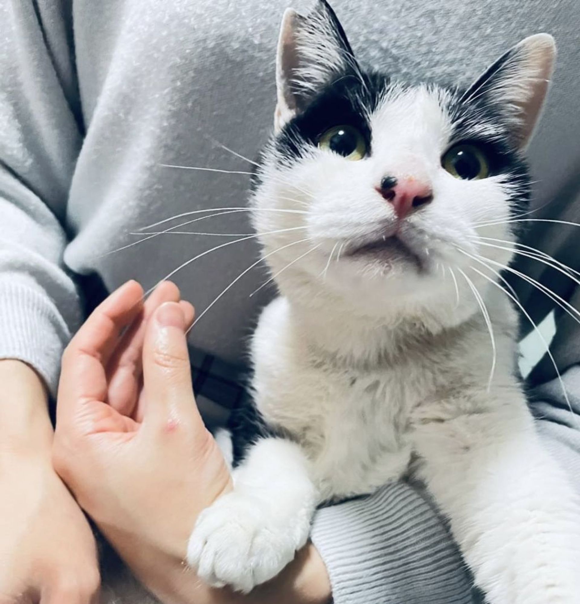 雑種（ミックス猫）・オスの里親募集の写真