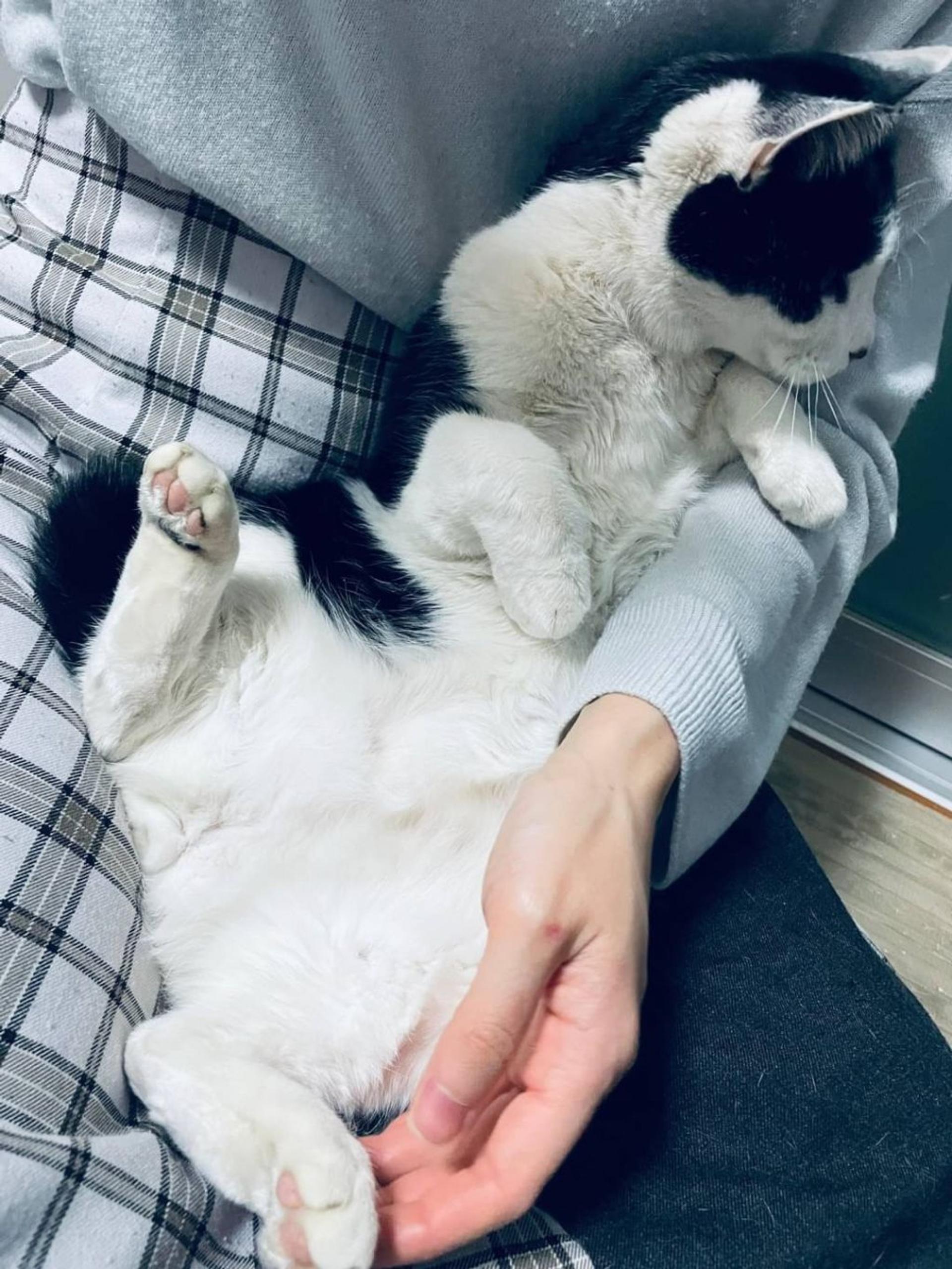 pet-image-3