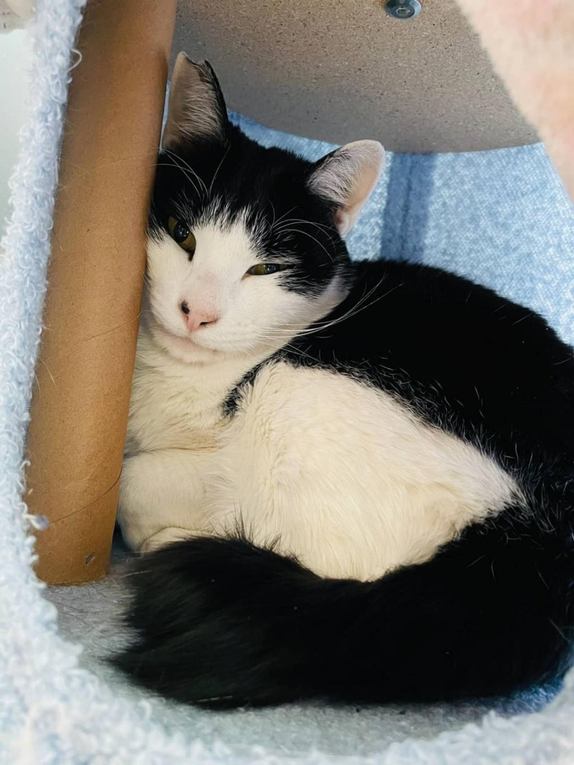 pet-image-8