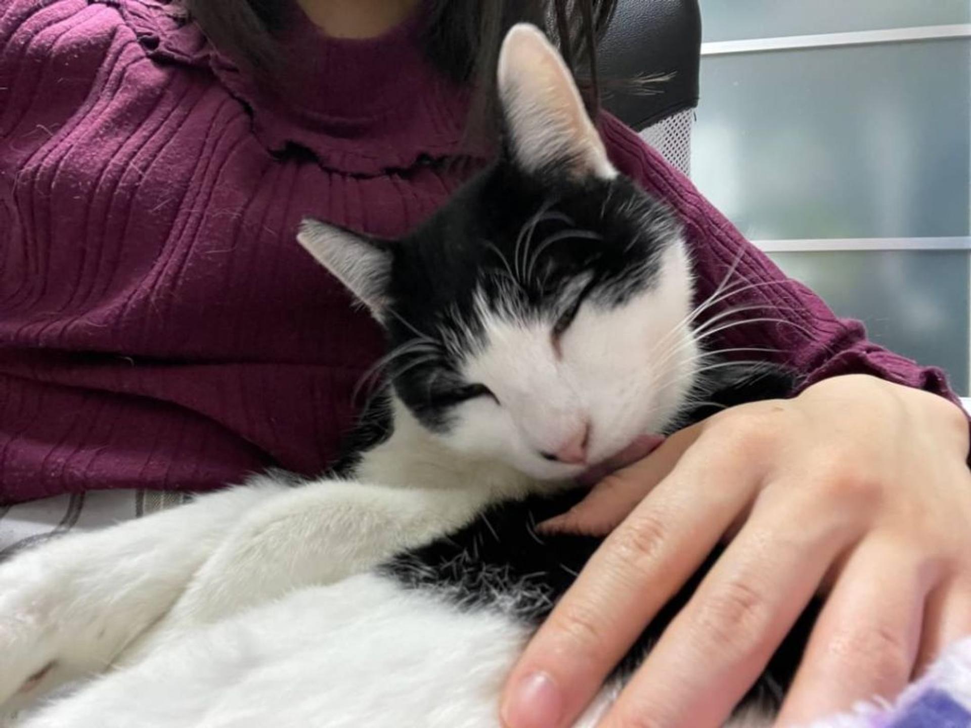 pet-image-9
