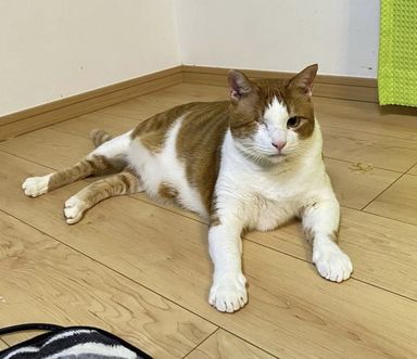 ミィ