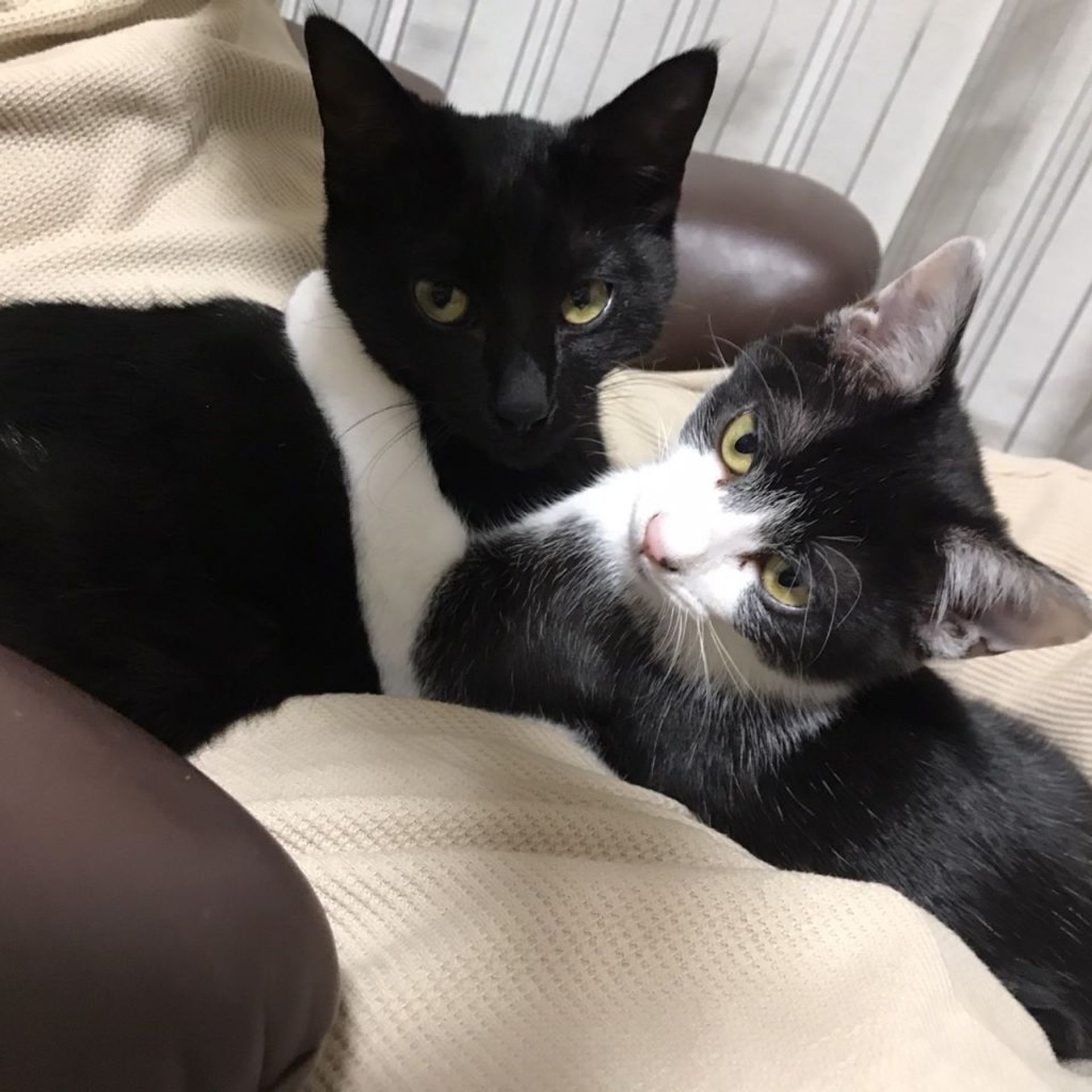 日本猫・メスの里親募集の写真