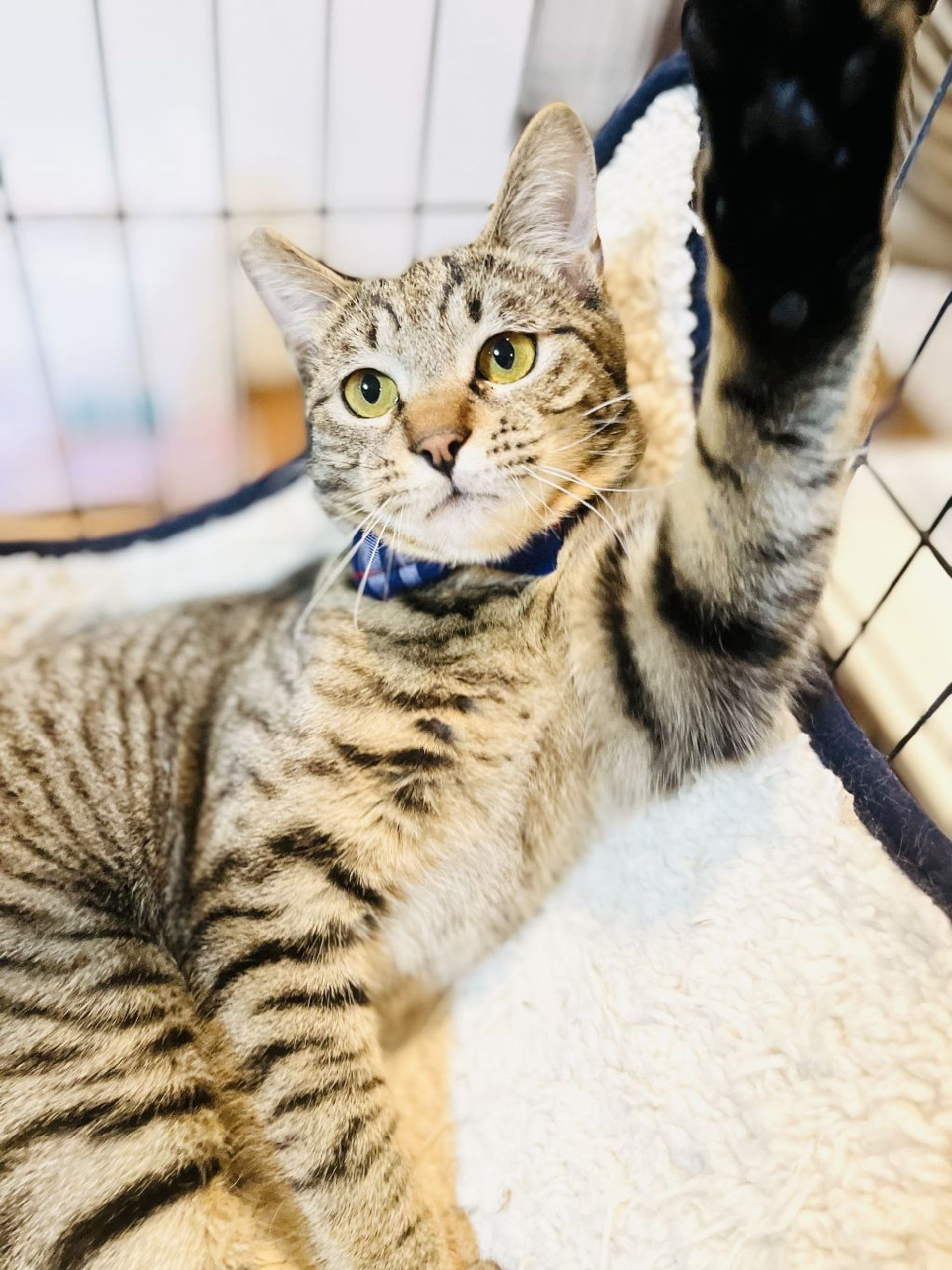 雑種（ミックス猫）・オスの里親募集の写真