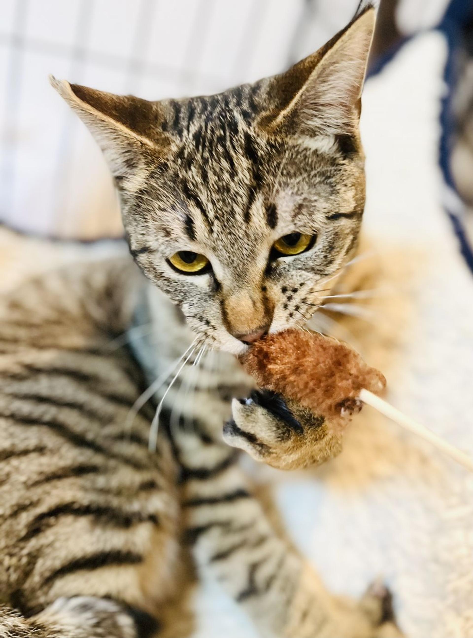pet-image-2
