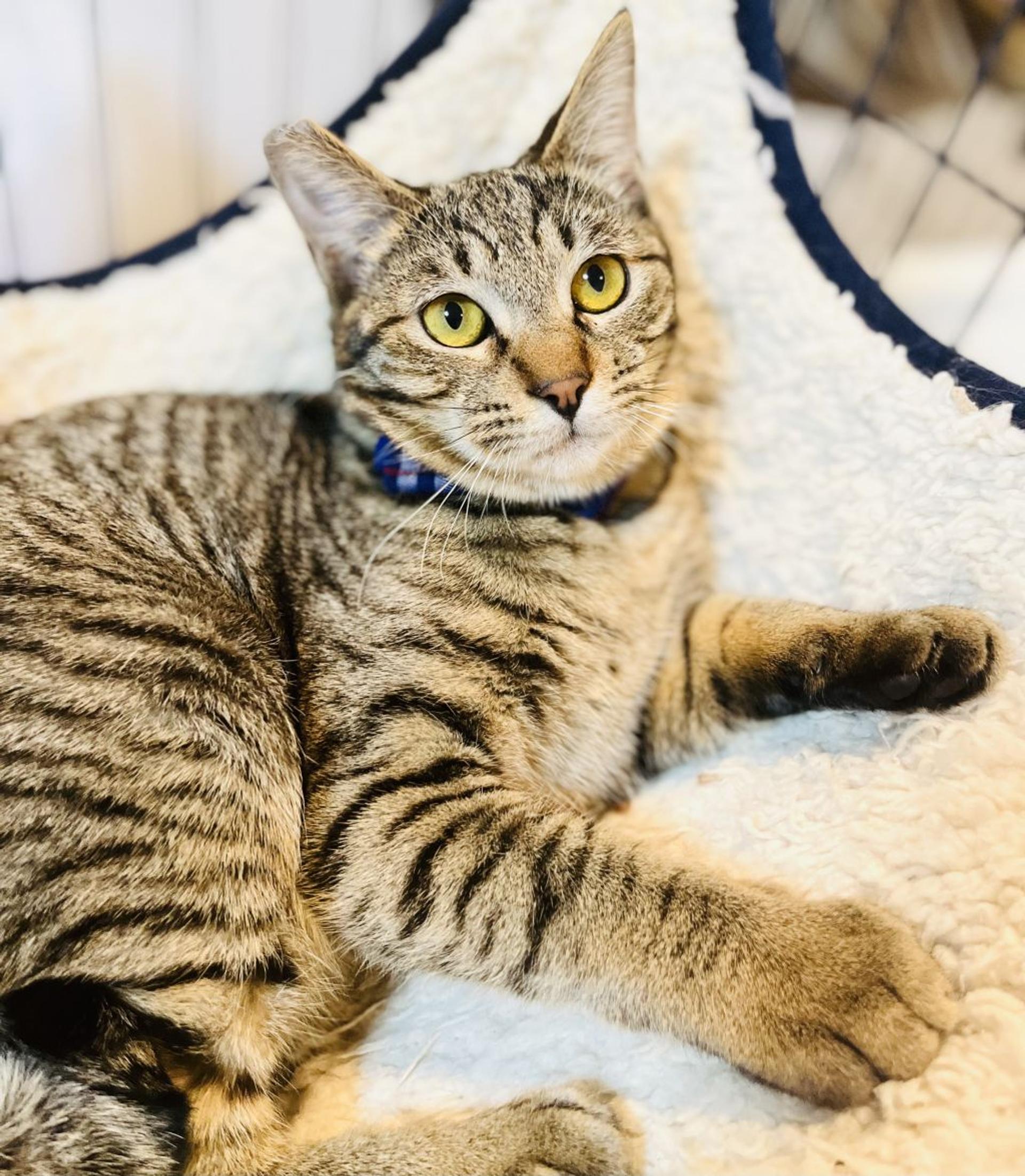 pet-image-3