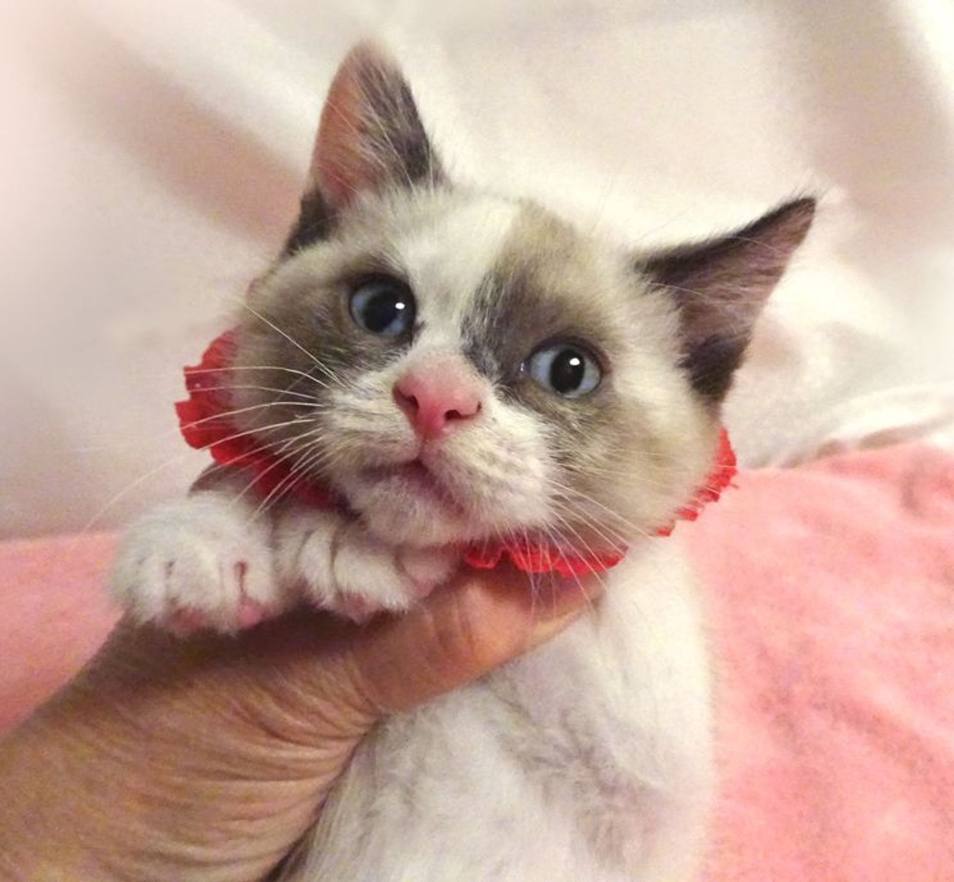 雑種（ミックス猫）・メスの里親募集の写真