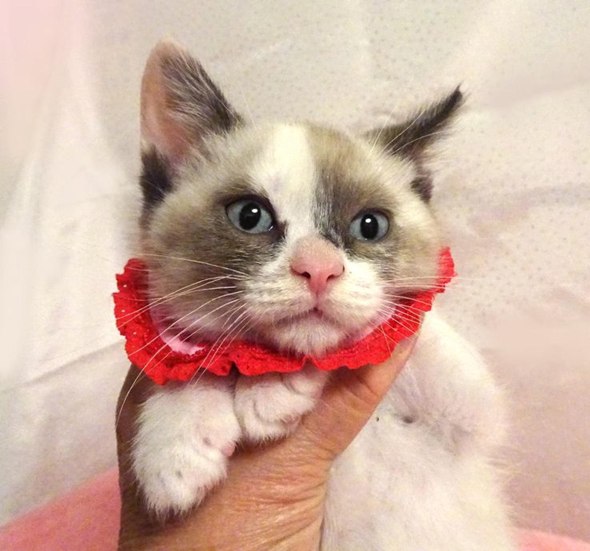 pet-image-2