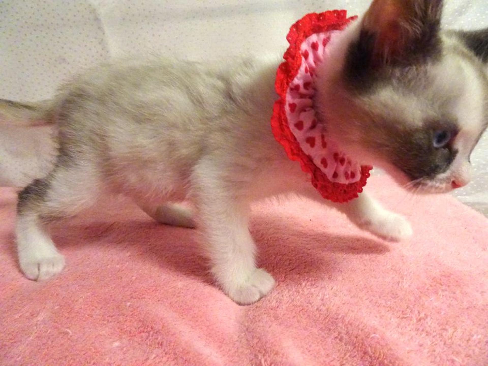 pet-image-4