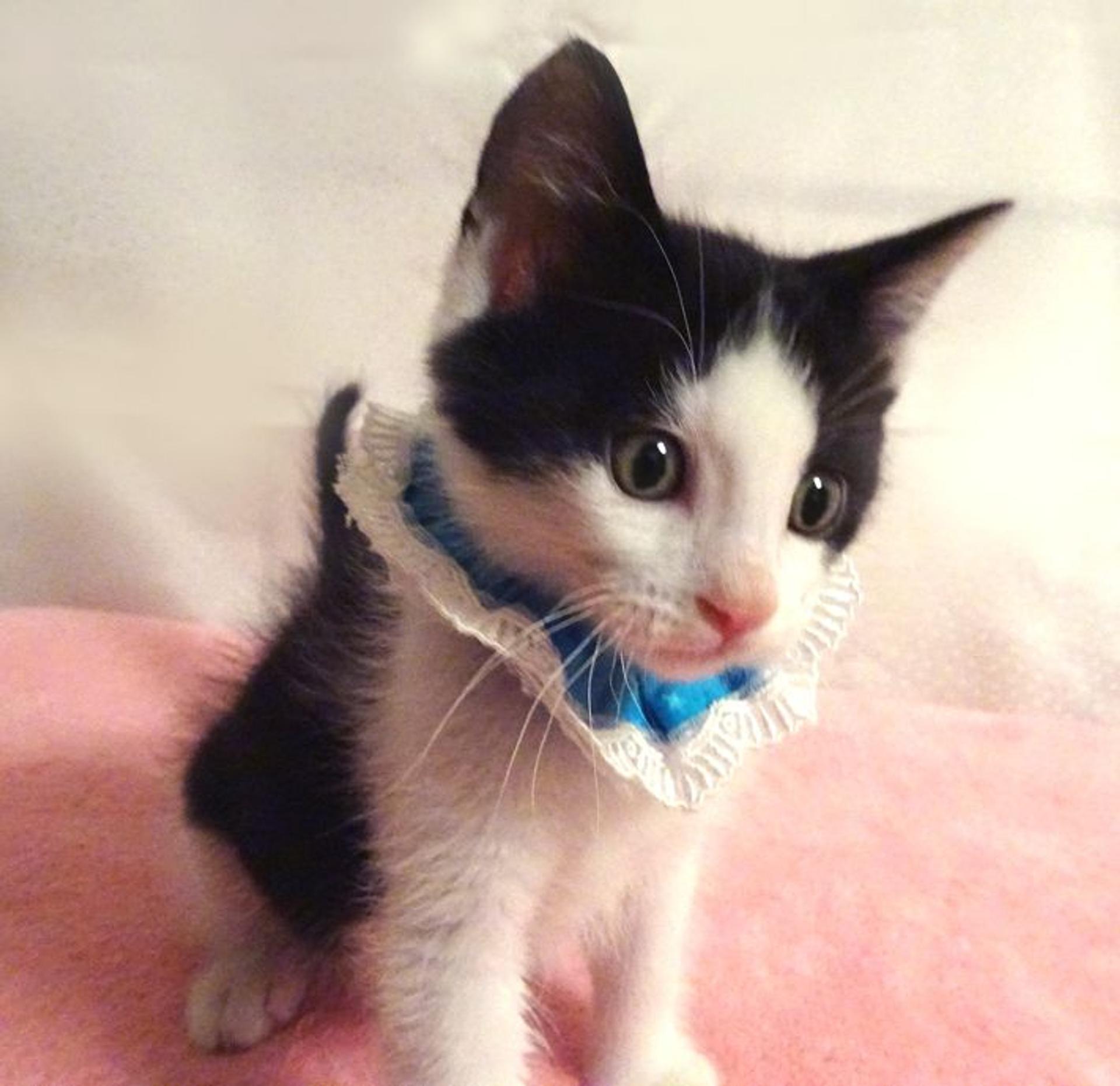 pet-image-3